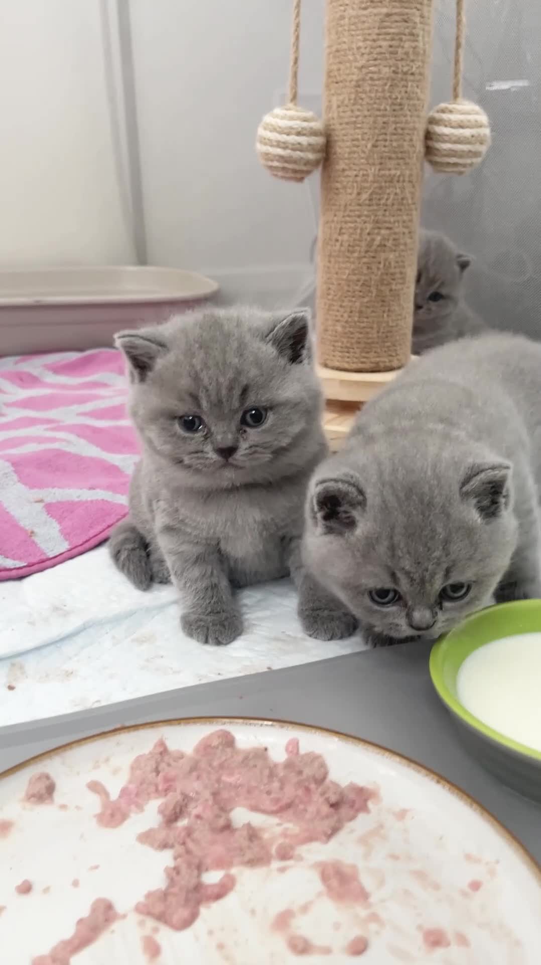 British Shorthair cats for sale: TICA registered champion bloodline BSH kittens - Video 2