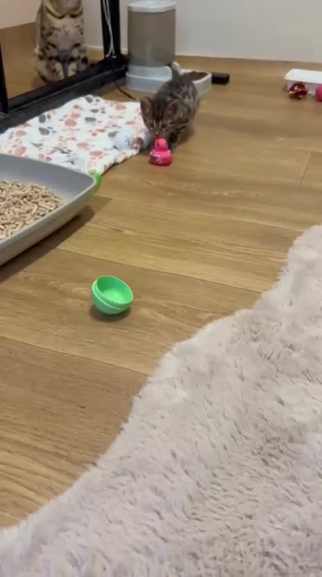 Bengal cats for sale: ❤️ Gorgeous Pure Bengal Kitten Ready to Go ❤️ - Video 3