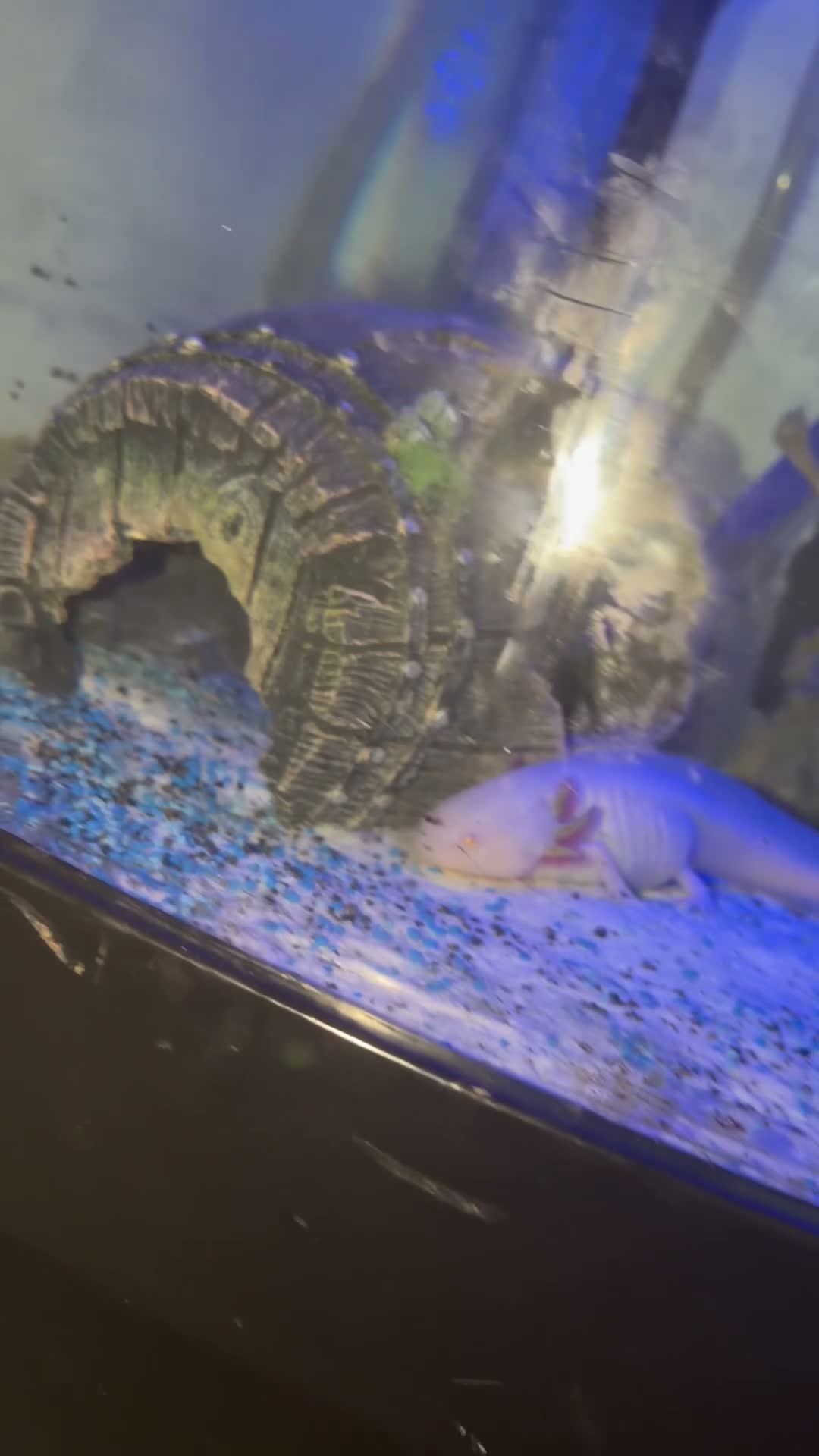 Axolotl reptiles for sale: Axolotls  - Video 1