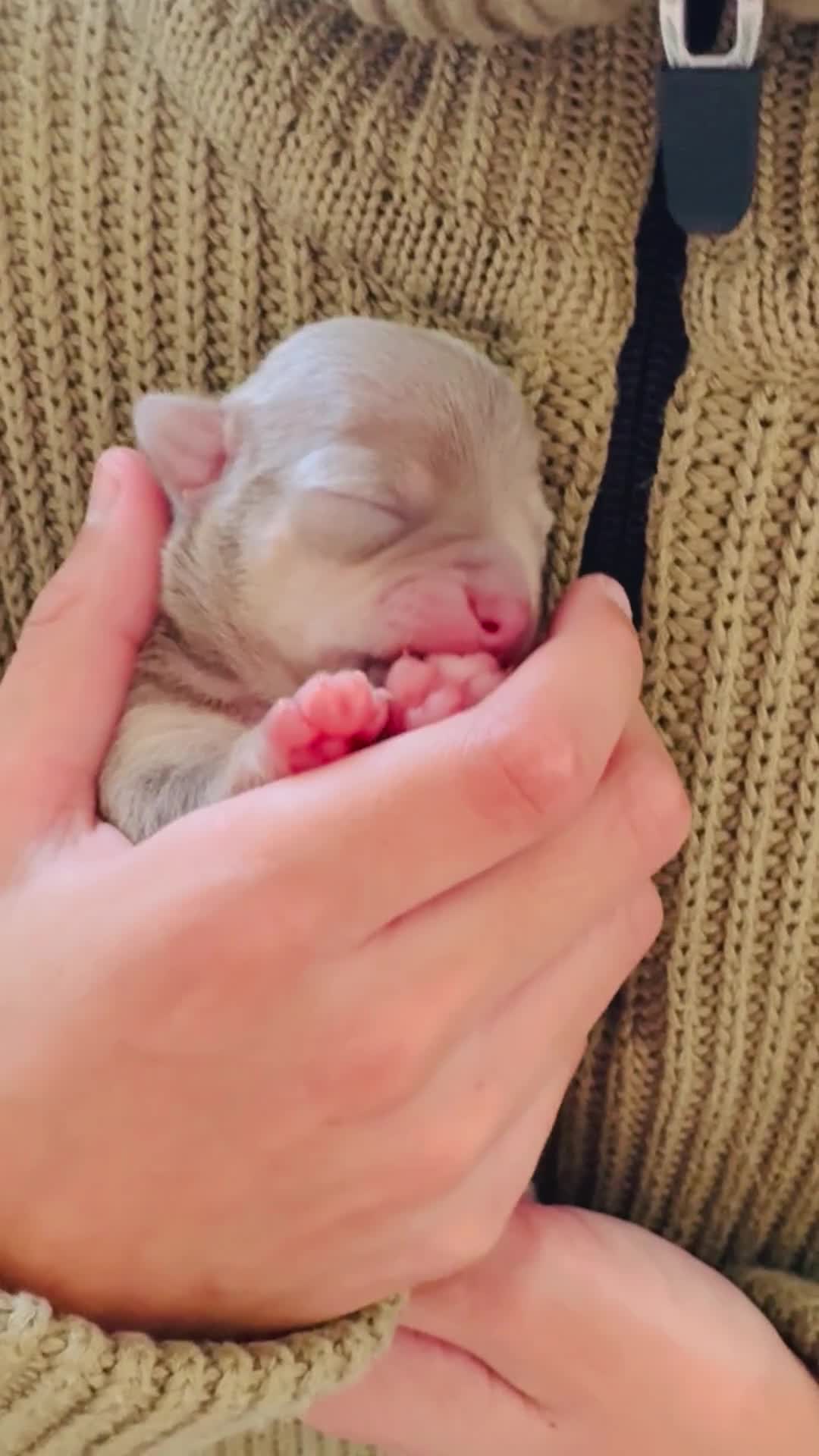 Chihuahua dogs for sale: Stunning Chihuahua Puppies!!  - Video 1