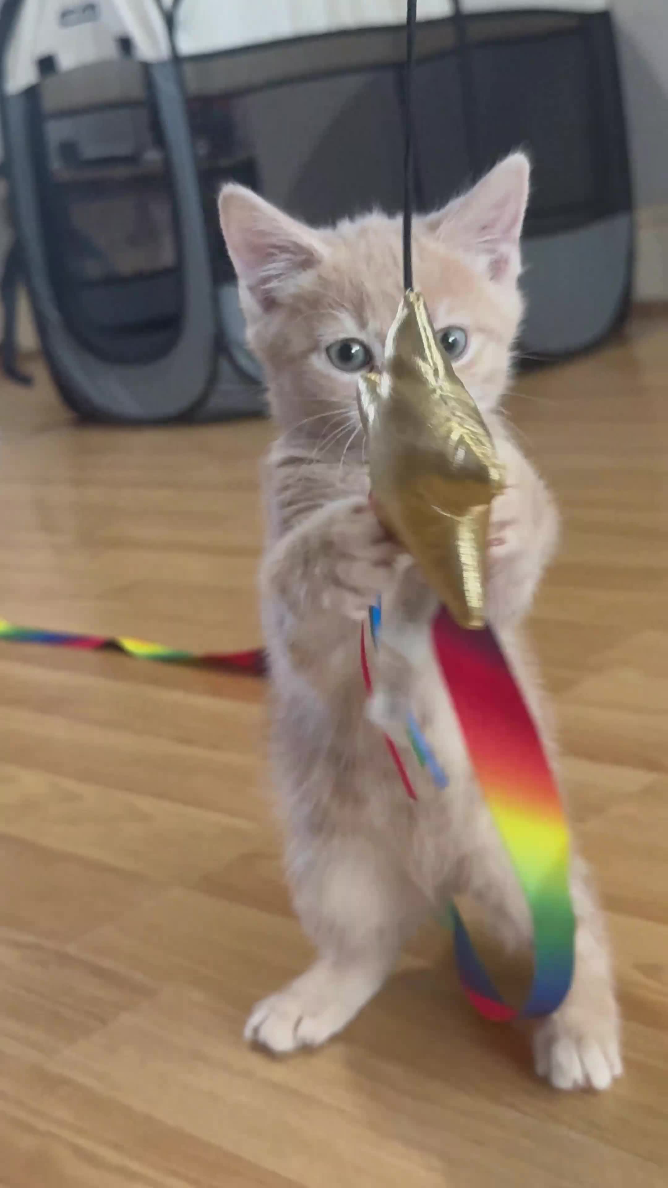 British Shorthair cats for sale: Kitten for sale 8 weeks - Video 1