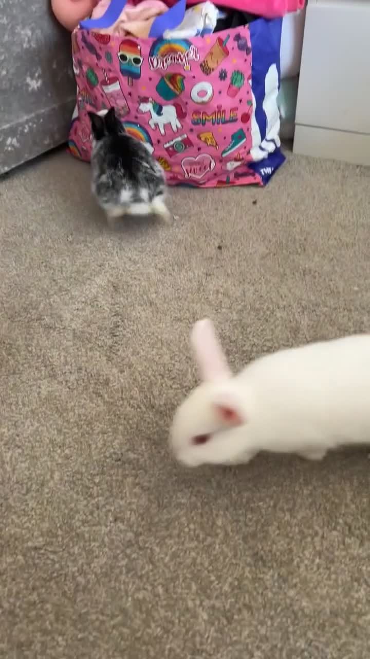 Netherland Dwarf rabbits for sale: White female rabbit in Shipley - Video 2