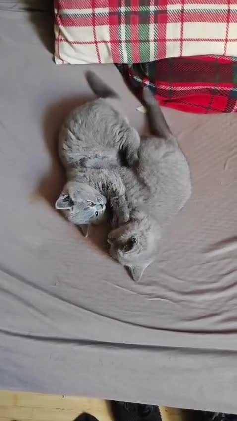 British Shorthair cats for sale: Blue/Lilac British Shorthair Kittens - Video 2
