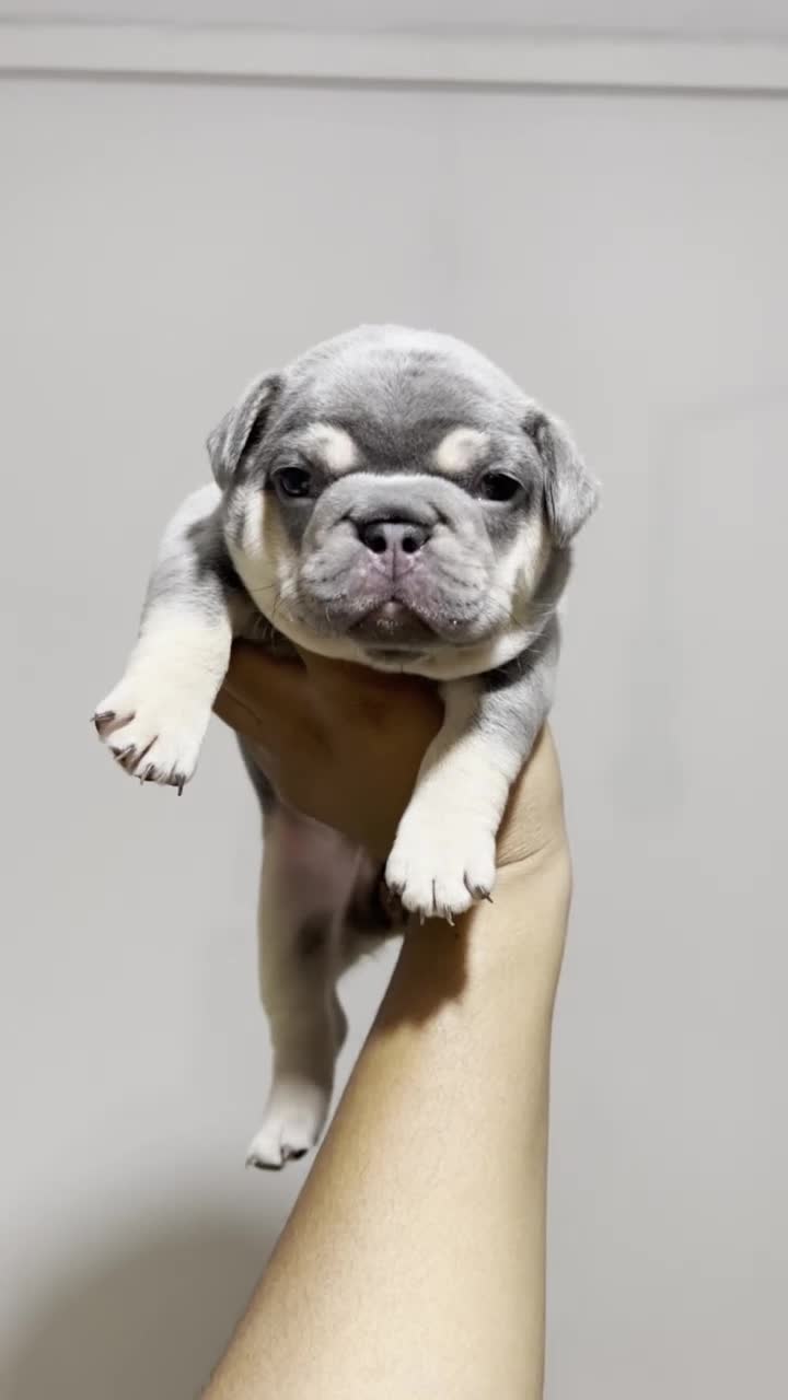 French Bulldog dogs for sale: 2 French Bulldog Boys-Blue Tan/Blue Fawn-ReadyNow  - Video 4