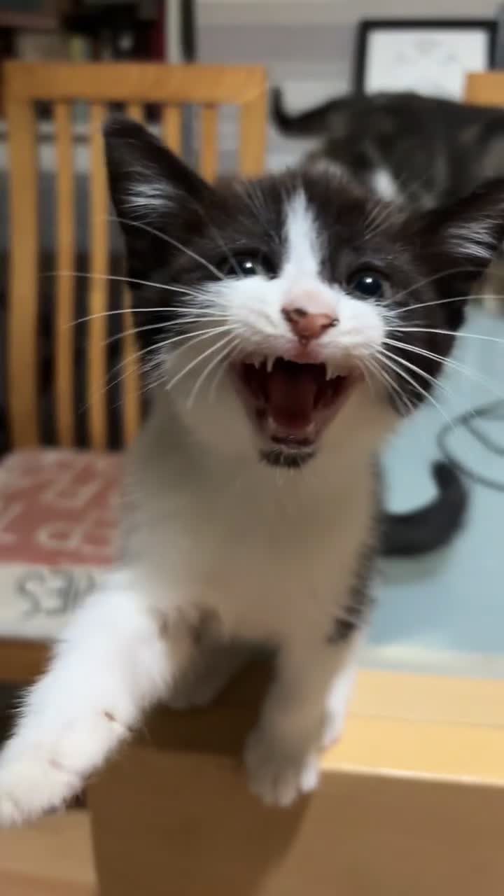 Mixed Breed cats for sale: Two female mixed kittens for sale - Video 2