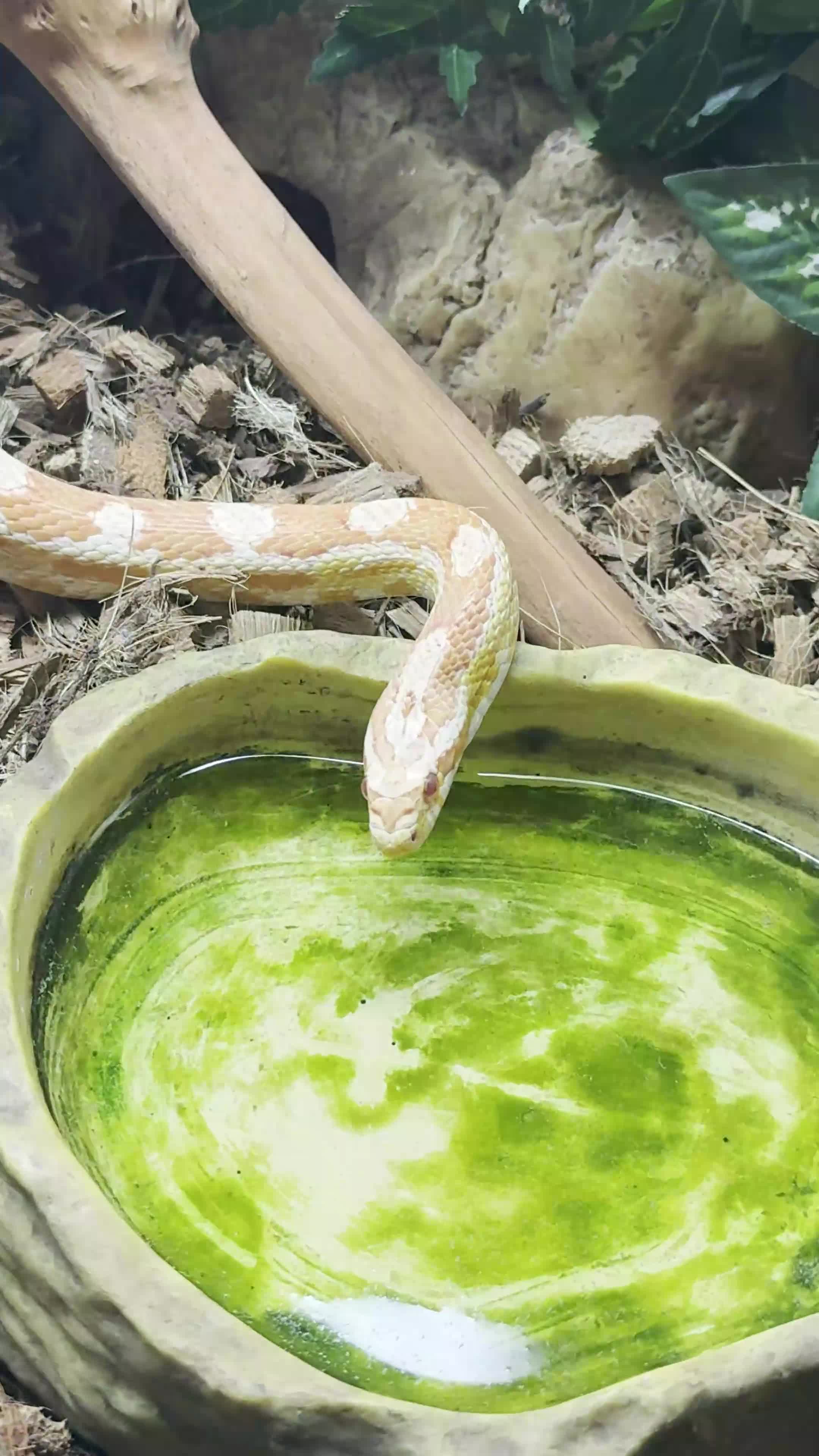 Corn Snake reptiles for sale: Female corn snake  - Video 3