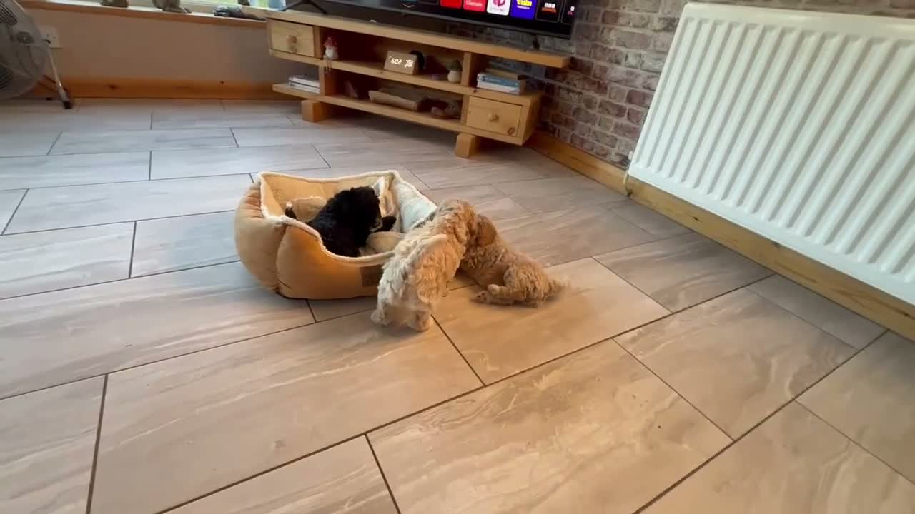 Cockapoo dogs for sale: Partie poo puppies  - Video 1