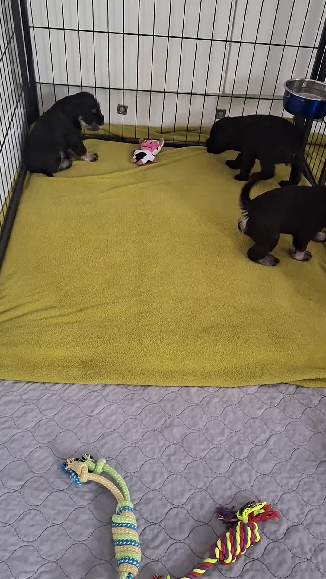 Miniature Schnauzer dogs for sale: 3 adorable miniature schnauzer puppies  - Video 1