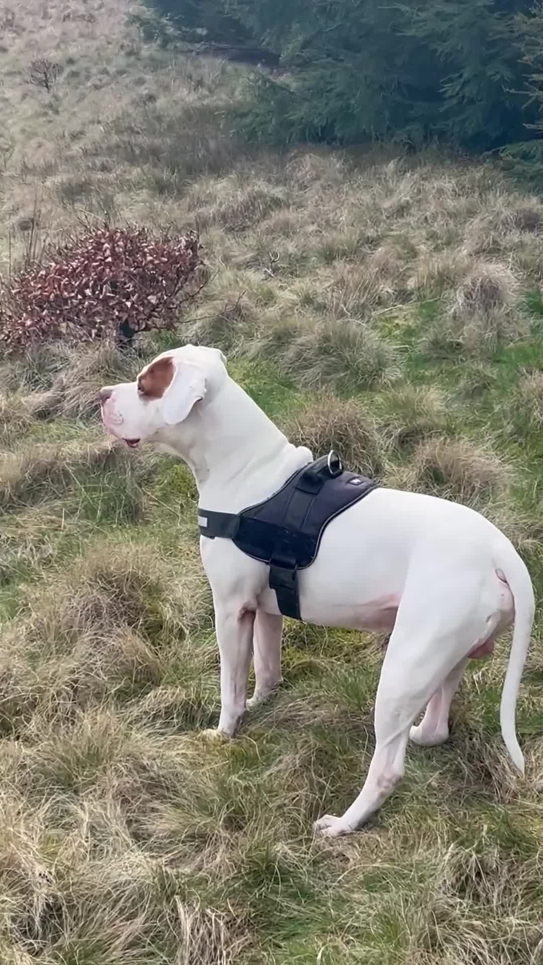 American Bulldog dogs for stud: Frank  in Bolton - Video 2