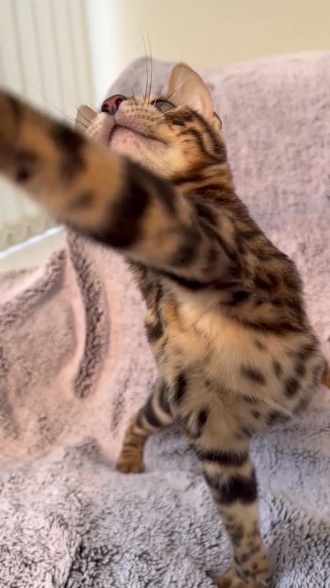 Bengal cats for sale: 😻OUTSTANDING TICA reg BENGAL KITTENS  - Video 1