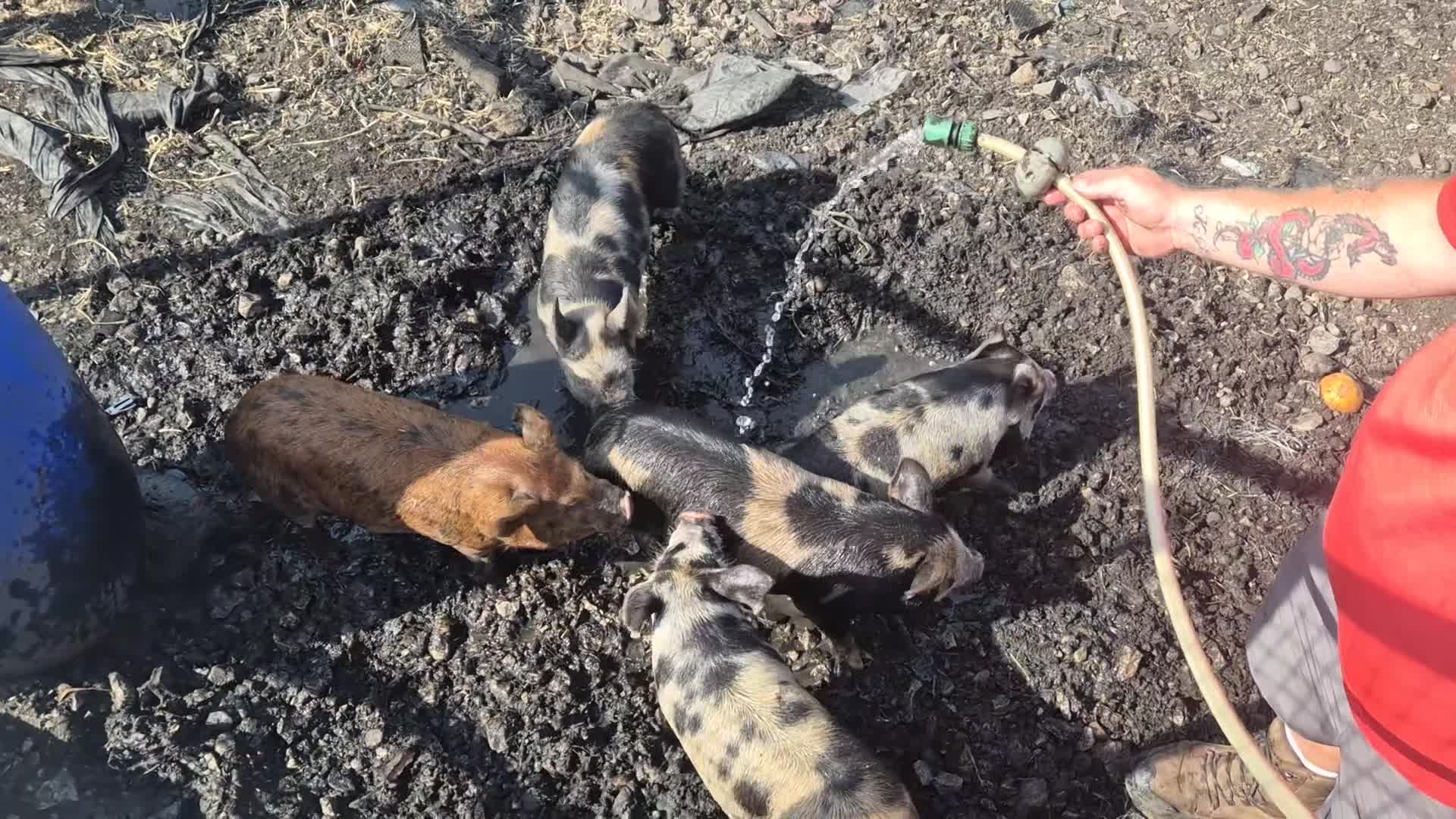 Pig livestock for sale: Juliana x kunekune piglets - Video 1