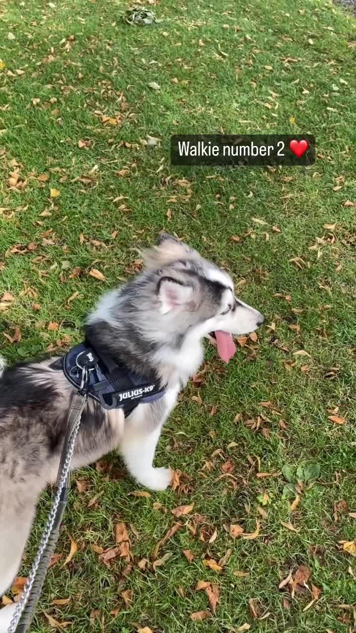 Pomsky dogs for stud: POMSKY STUD USA BLOODLINE RARE BLUE - Video 3