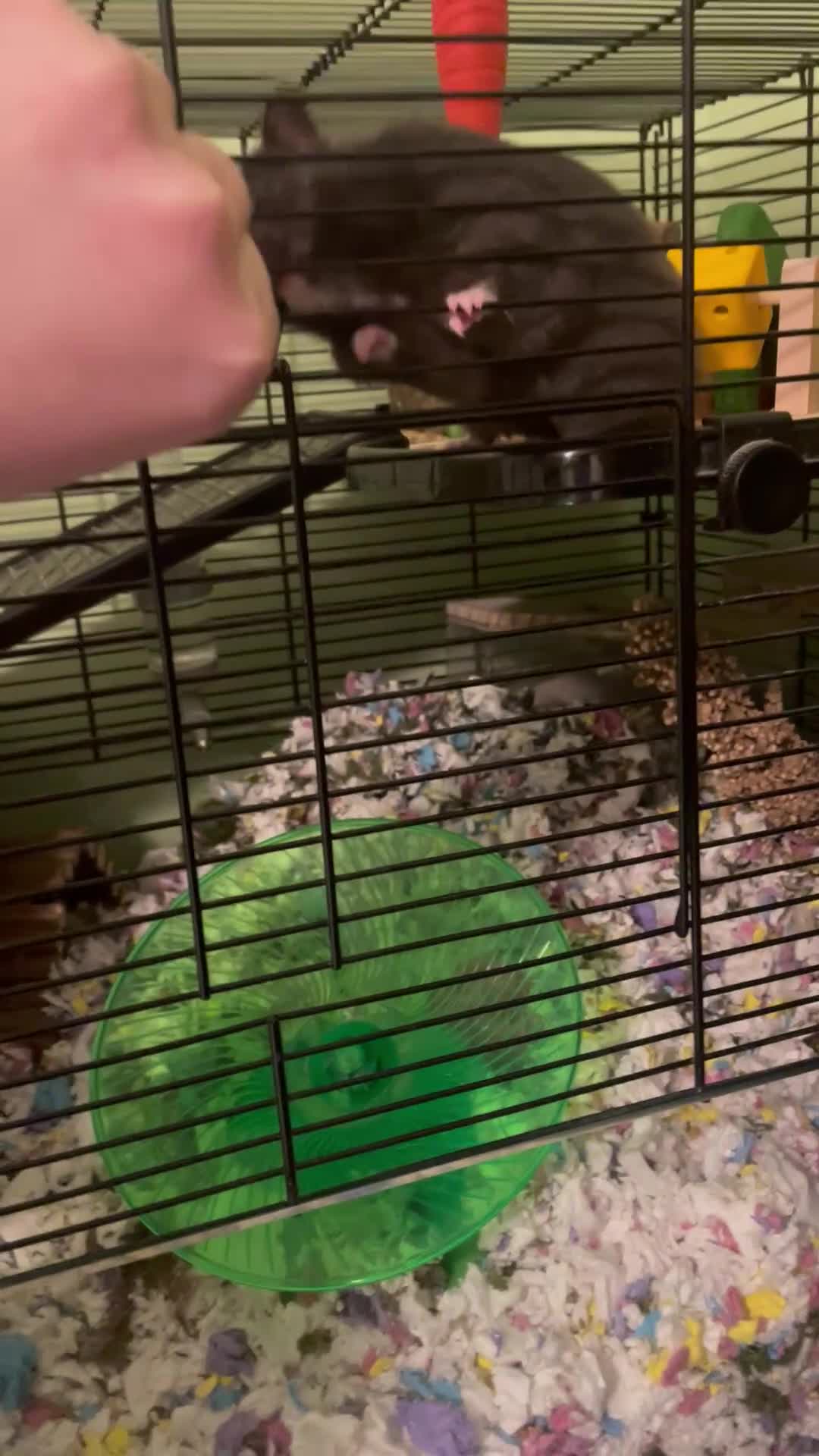 Hamster rodents for sale: Beautiful gentle Female Syrian Hamster with cage  - Video 1