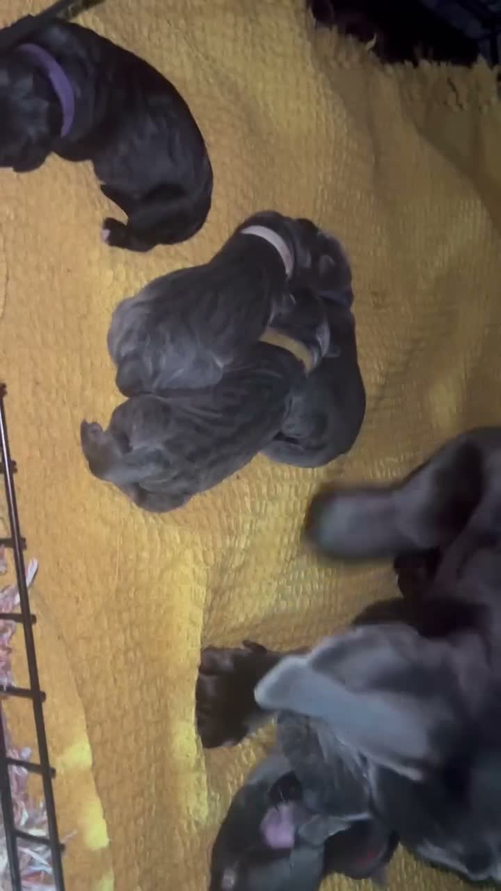 Cane Corso dogs for sale: Cane Corso puppies - Video 1
