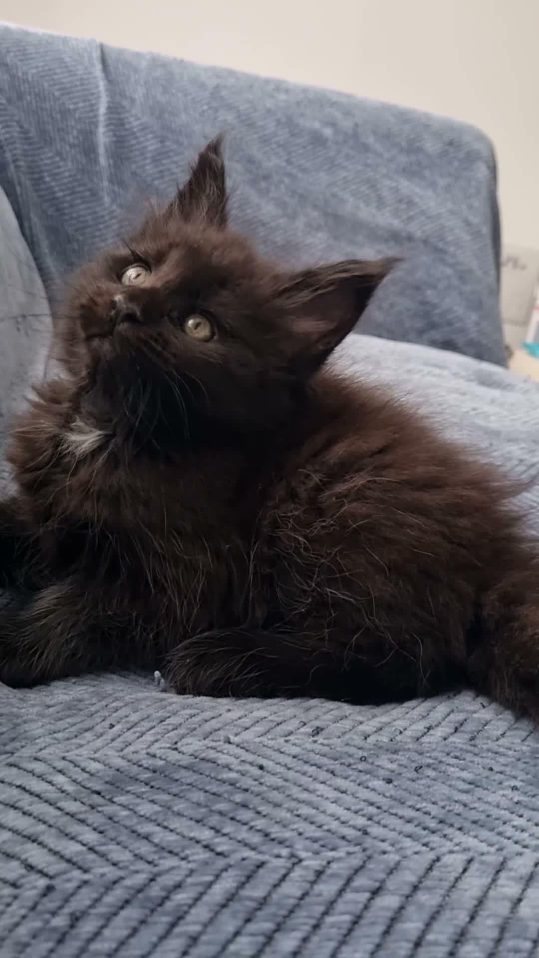 Maine Coon cats for sale: King size Purebred Maine Coon kittens  in Glasgow - Video 3