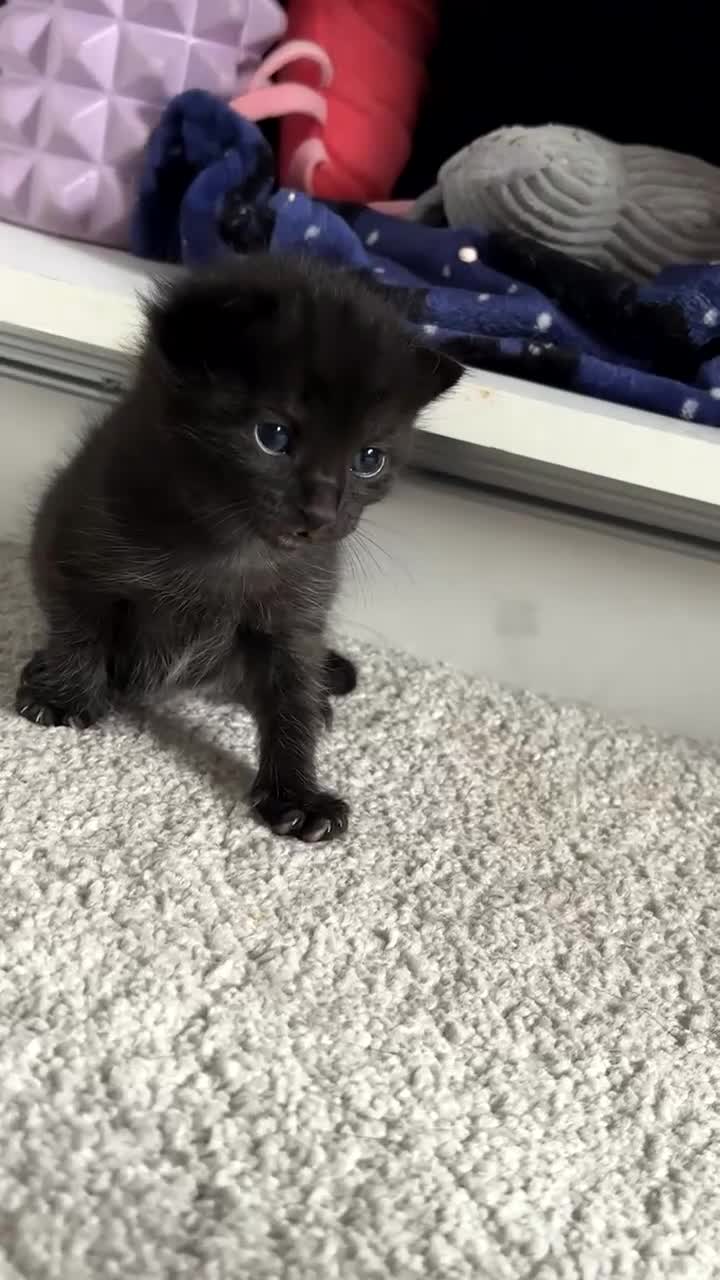 Mixed Breed cats for sale: Kittens for sale  - Video 1