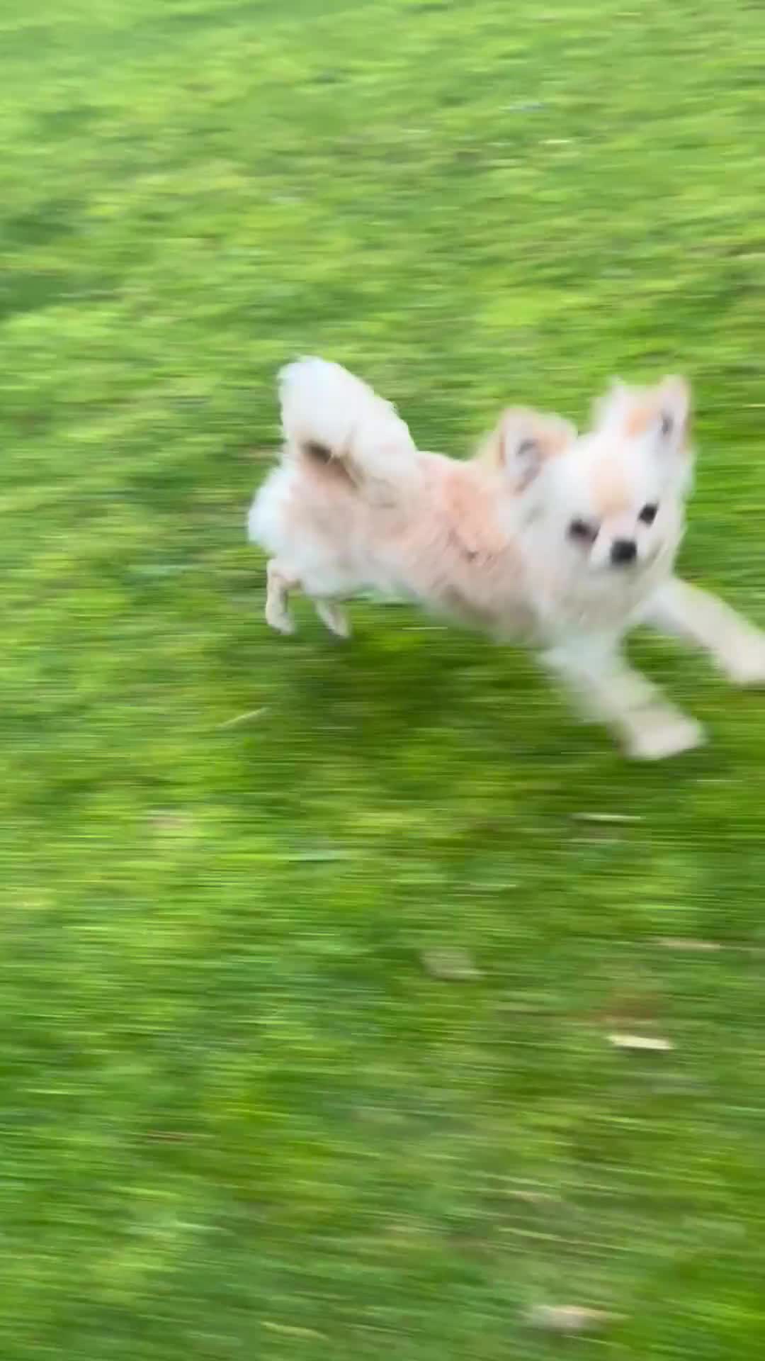 Chihuahua dogs for sale: “ Epic “ - Video 2