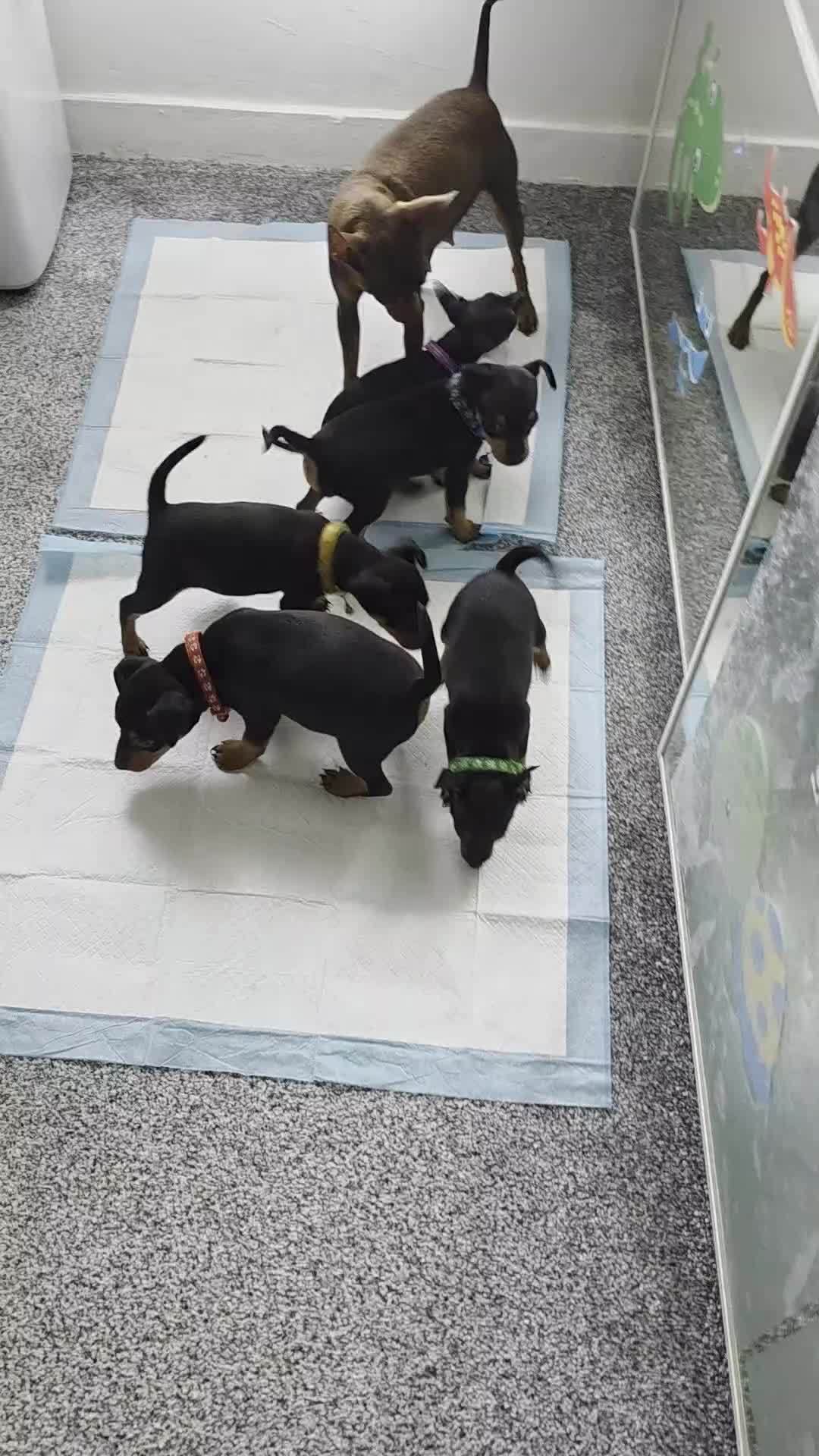 Miniature Pinscher dogs for sale: Beautiful miniature pinscher puppies  - Video 1