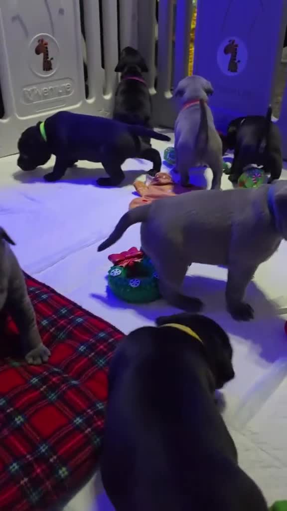 Staffordshire Bull Terrier dogs for sale: %Kc Blue&Black Staffordshire Bull Terrier Puppies in Leek - Video 2