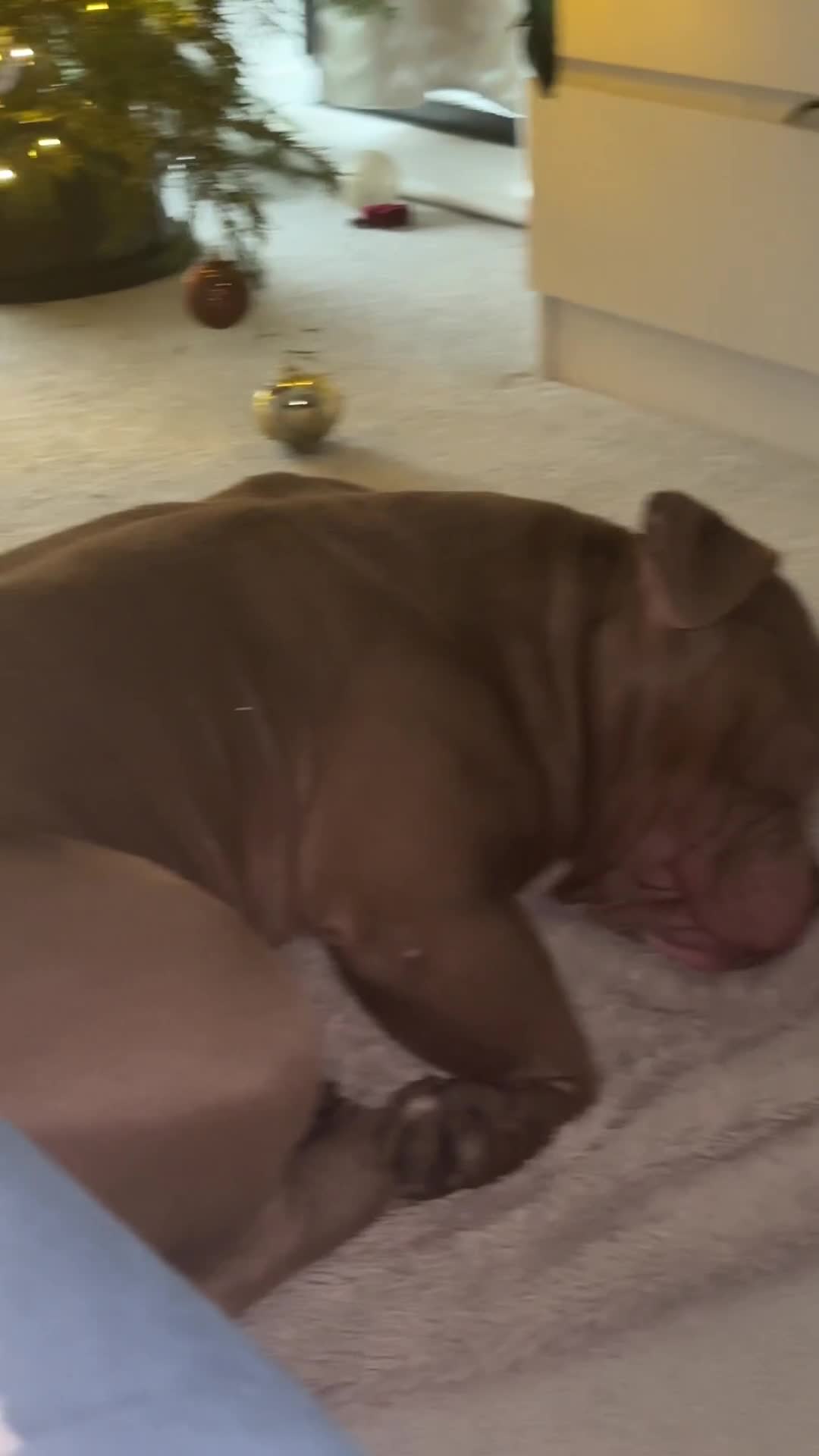 American Bully dogs for sale: Pocket bully  - Video 1