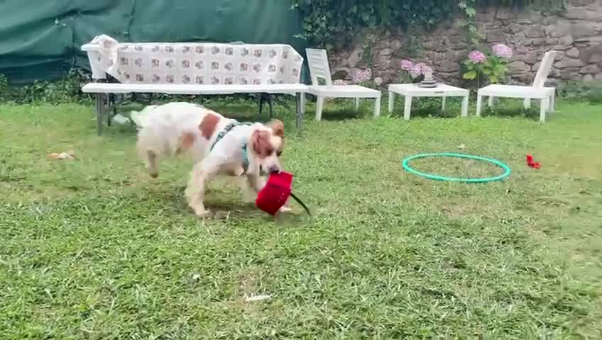 Brittany Spaniel dogs for adoption: Ronnie, 3-year old Brittany male - Video 1