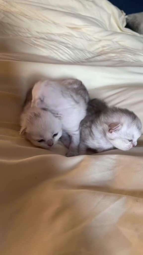 British Longhair cats for sale: Stunning Silver Tipped Longhair Kittens - Video 3