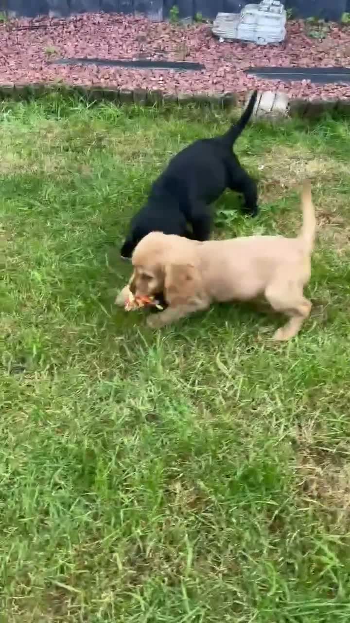 Cocker Spaniel dogs for sale: Beautiful Cocker spaniel pups  - Video 1