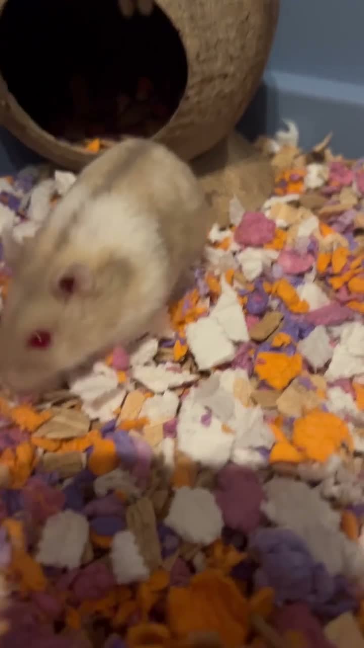 Hamster rodents for sale: Russian Dwarf Girl Looking for new home - Video 3