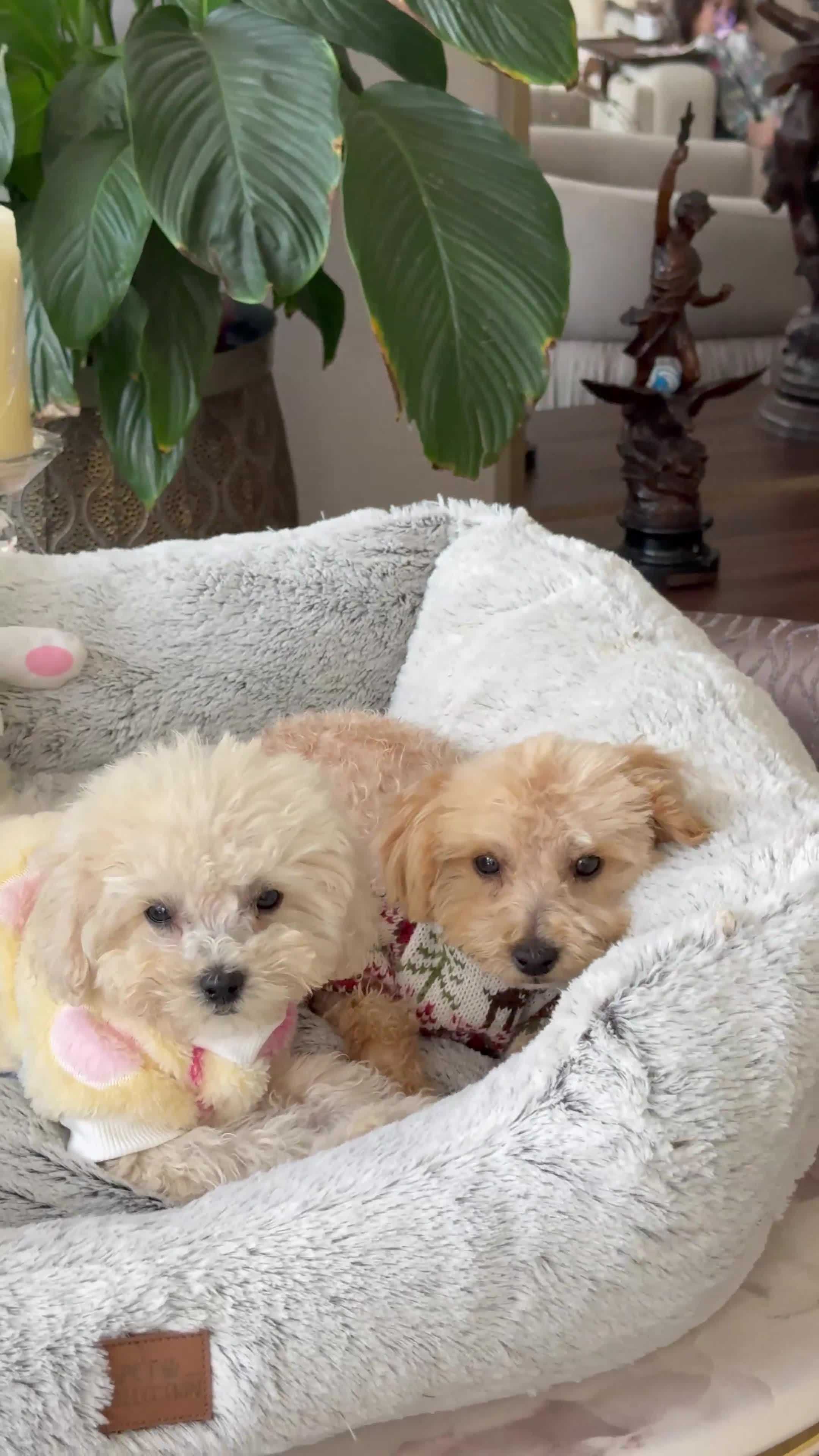 Toy Poodle dogs for sale: Pure Asian Toy poodles/Mom & Dad DNA Tested Clear - Video 2
