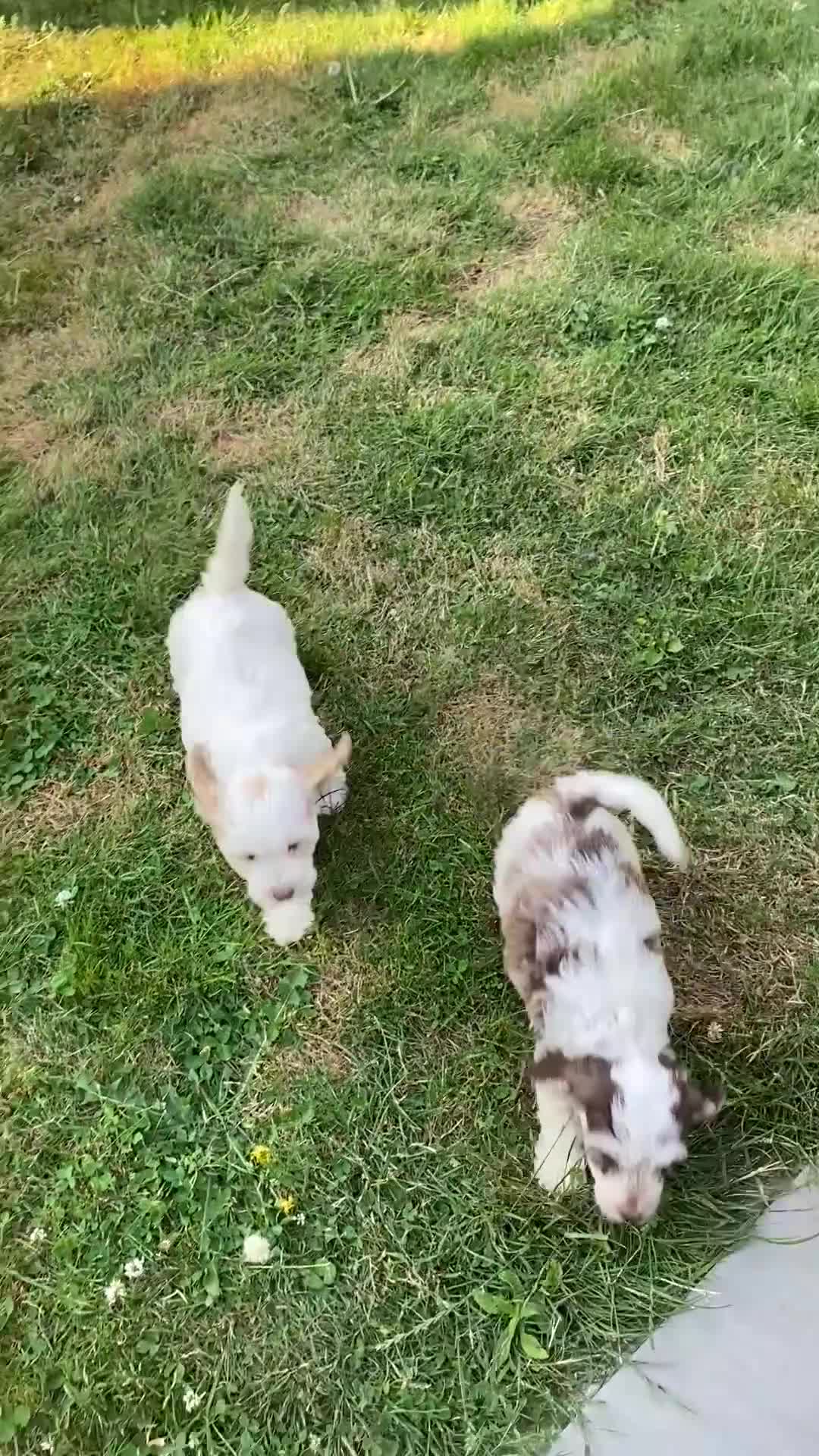 Cockapoo dogs for sale: Beautiful cockapoo  puppies - Video 1