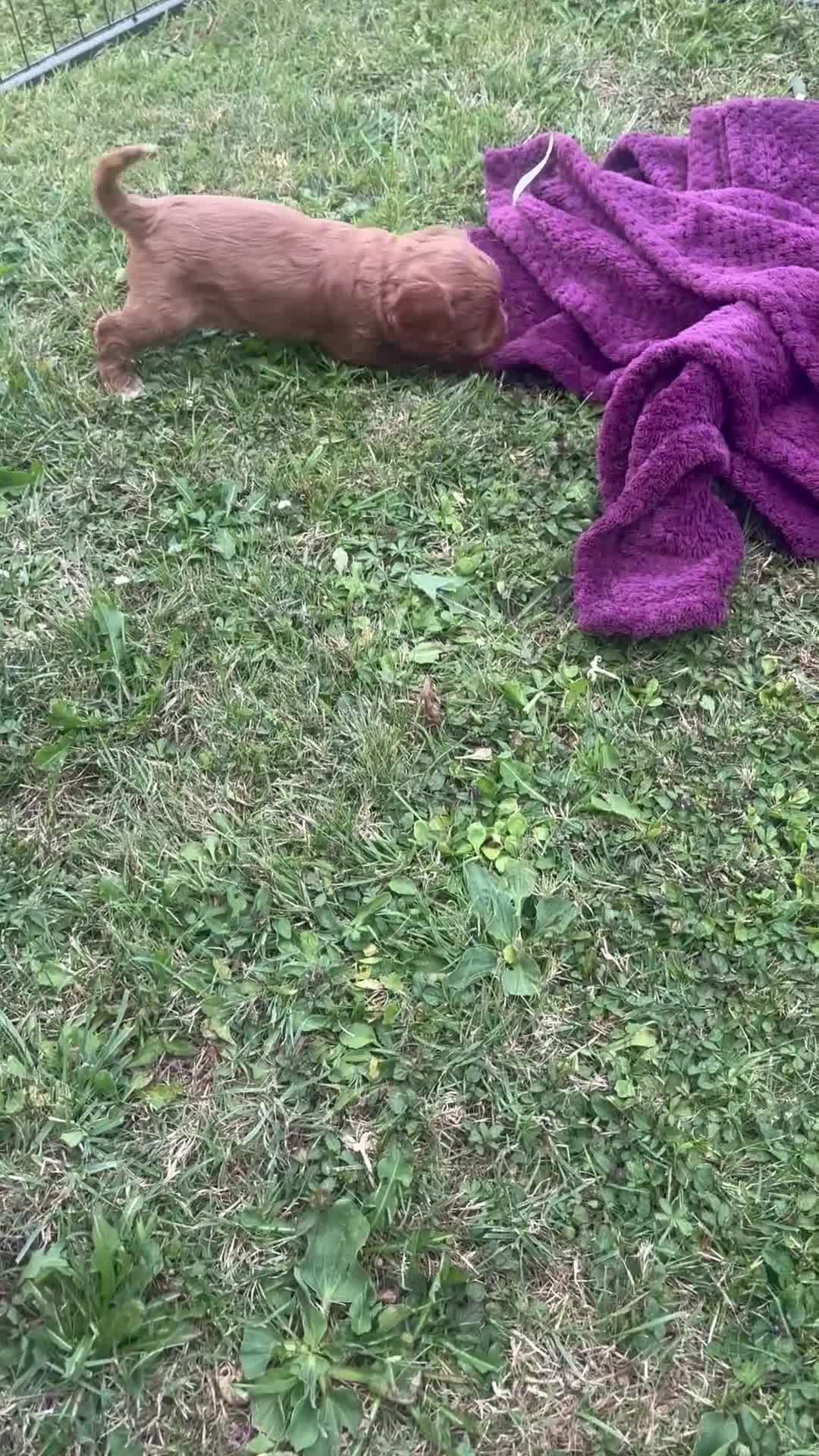 Cockapoo dogs for sale: Beautiful cockapoos - Video 3