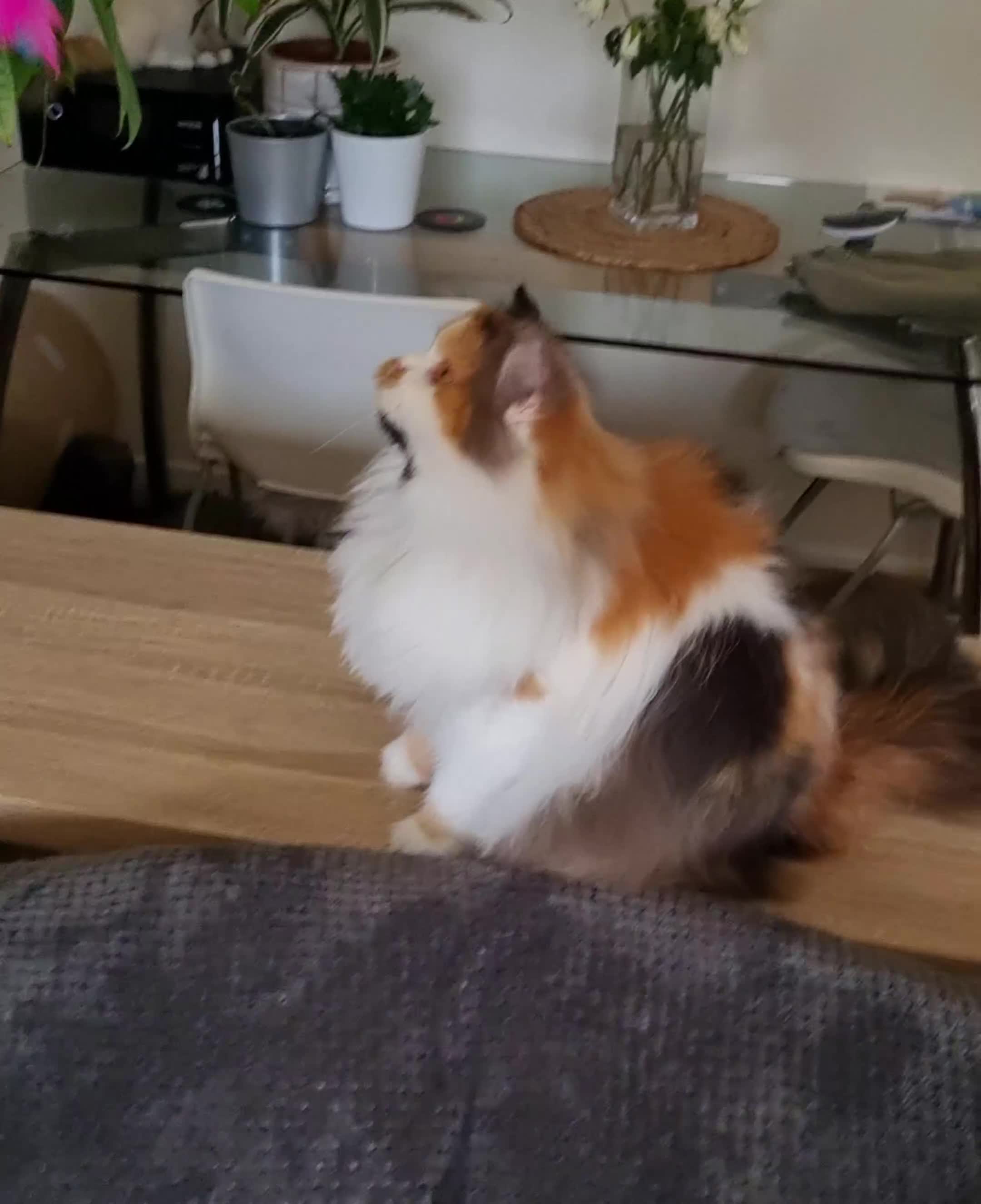 British Longhair cats for sale: ⭐Active girl for Show & Breeding - Video 1