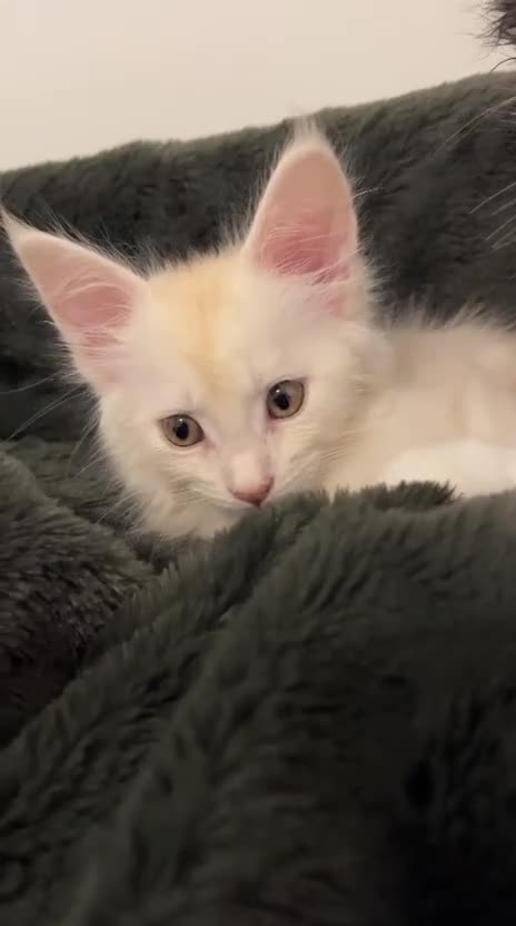 Maine Coon cats for sale: Purebred Maine Coon Female Kitten in Cream colour in Wellingborough - Video 1