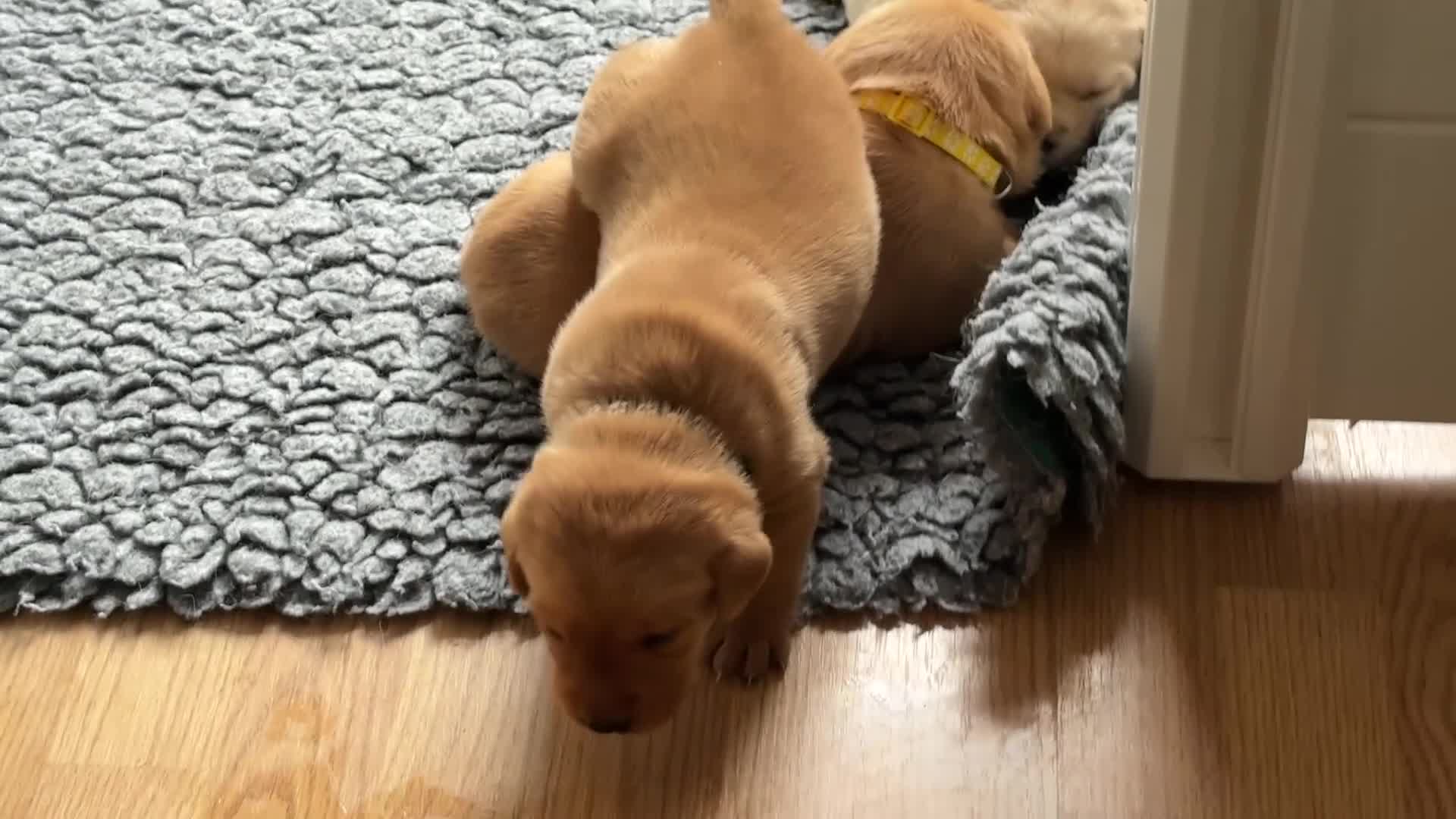 Labrador Retriever dogs for sale: Beautiful Labrador retriever puppies for sale - Video 2