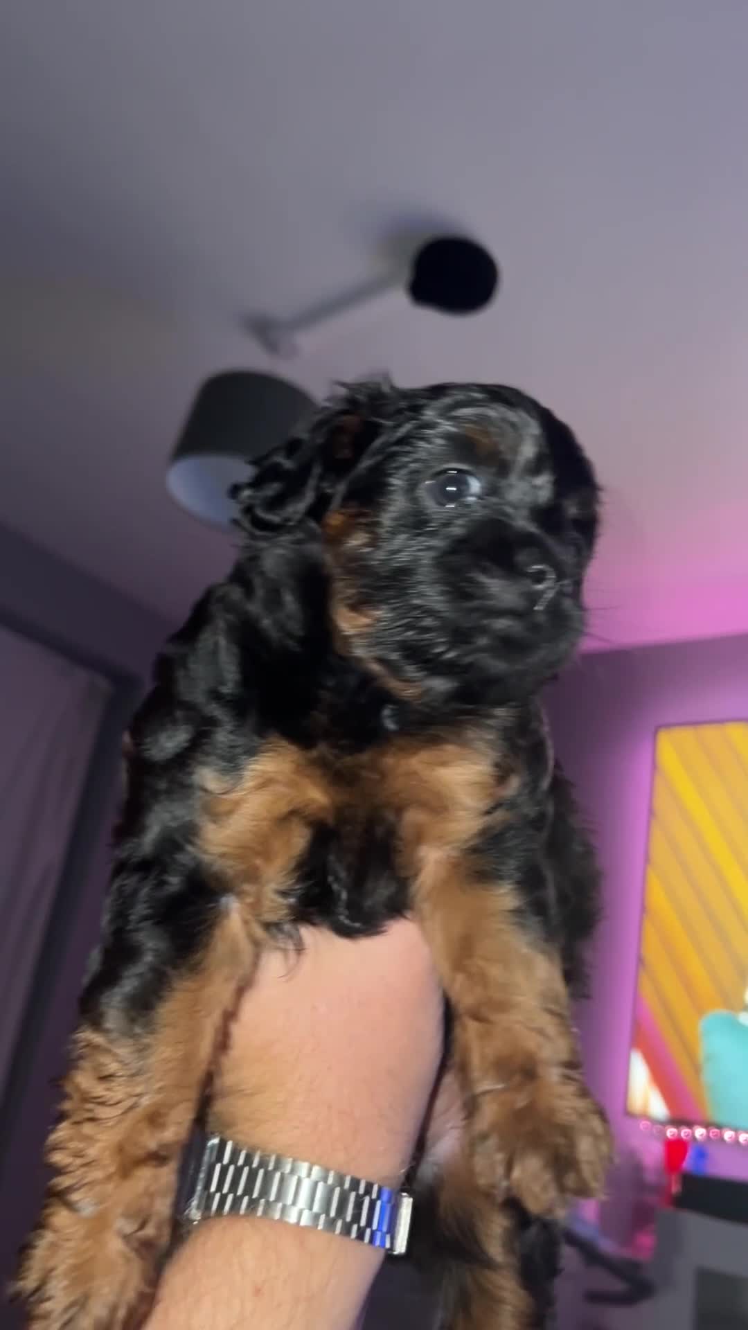 Mixed Breed dogs for sale: ONE OF ONE! Micro Asian Toy PoodleXFluffy Frenchie - Video 1