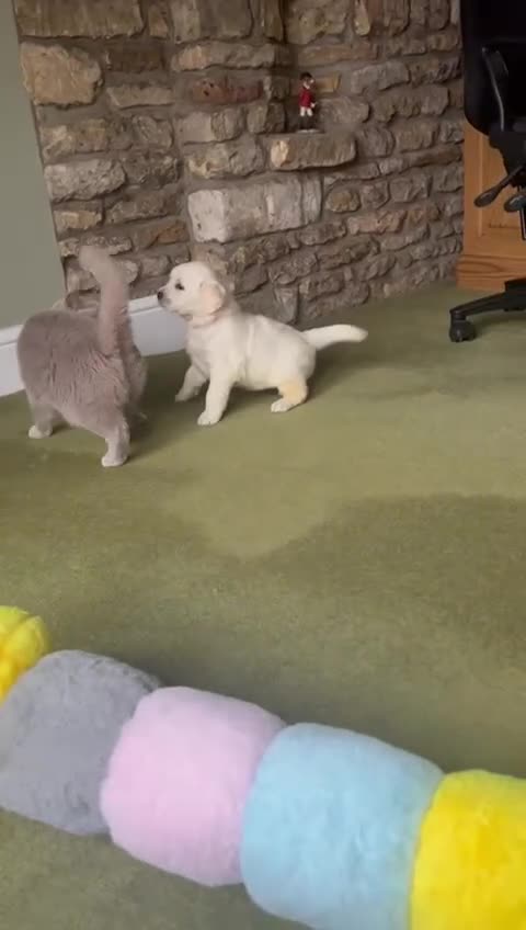 Golden Retriever dogs for sale: Chunky, cream pups - Video 1