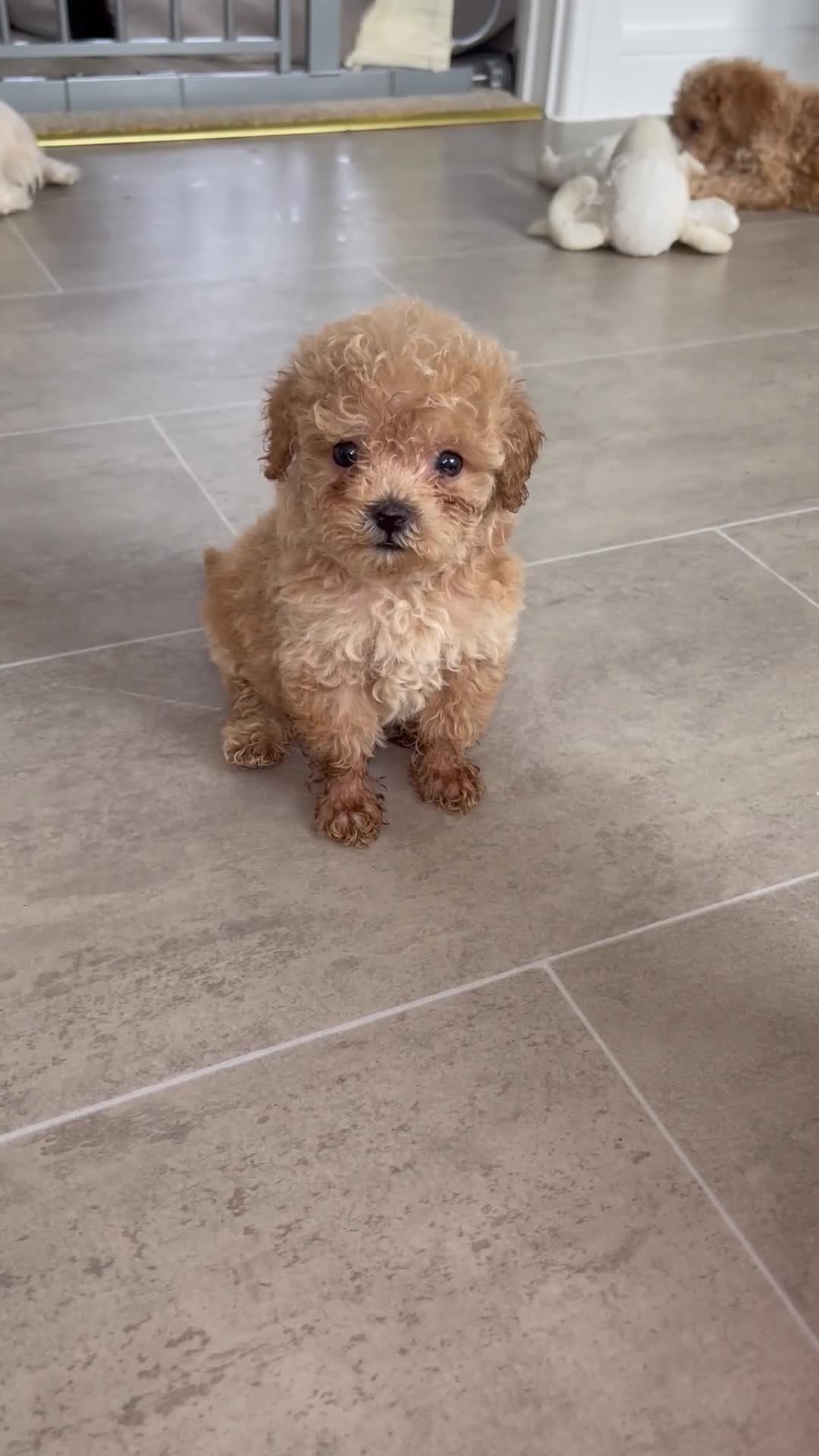 Maltipoo dogs for sale: Tiny toy teddy faced Maltipoo puppies  - Video 1