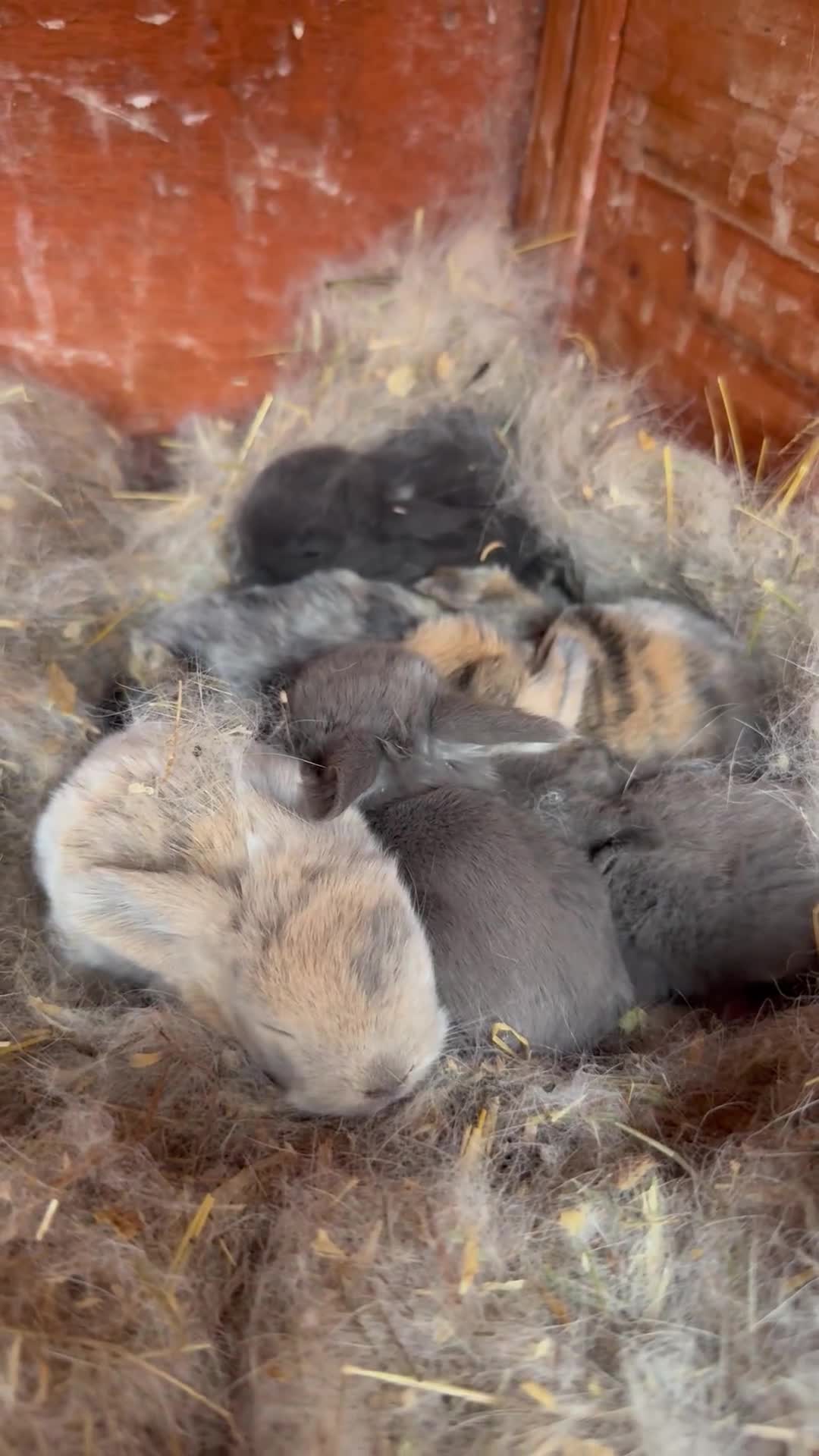 Dwarf Lop rabbits for sale: 6 beautiful bunnies for sale  - Video 1