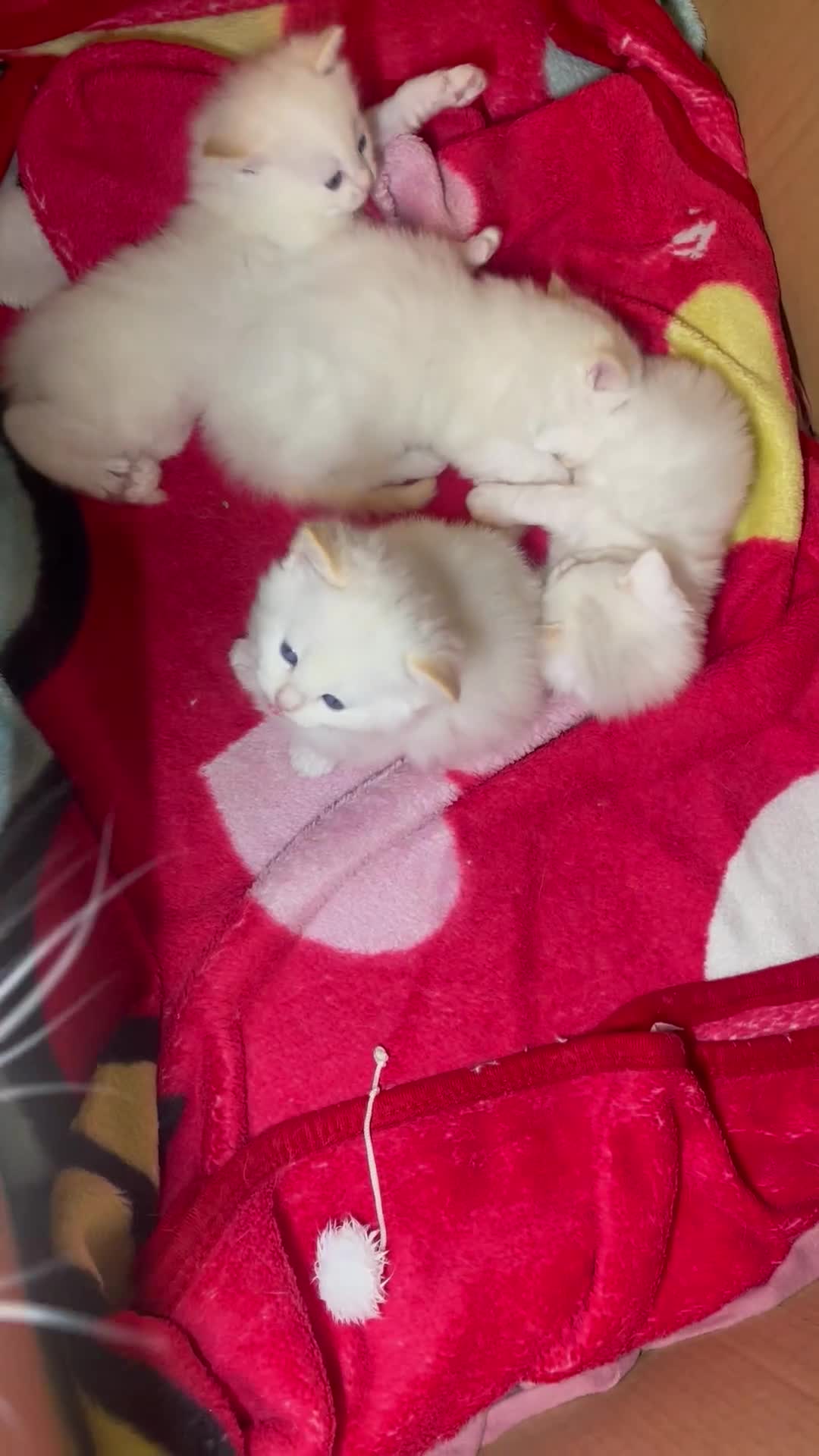 Ragdoll cats for sale: DoB:18/7/25& 14/11/25 Ragdoll Kittens Purebred - Video 5