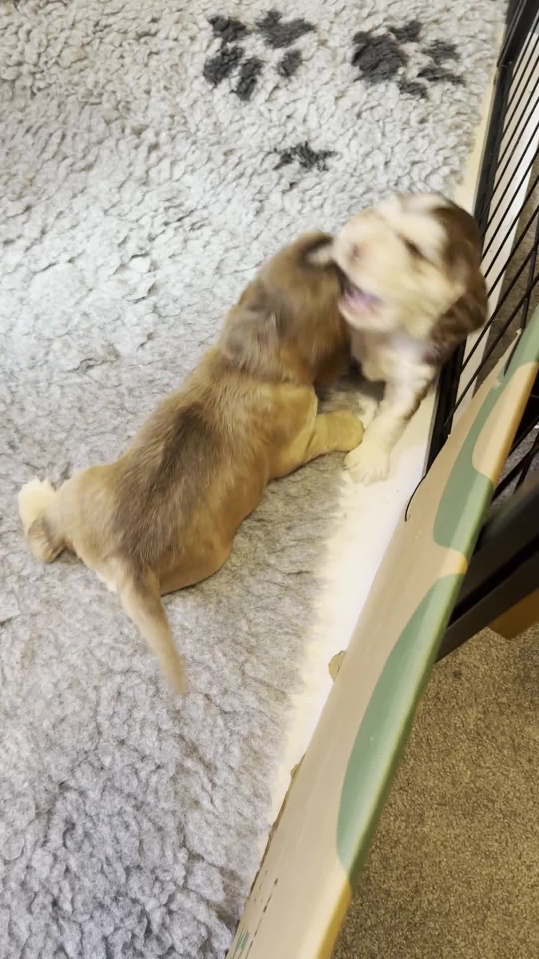 Cocker Spaniel dogs for sale: Cocker Spaniel Pups, KC, Health Tested, Champ Line - Video 2