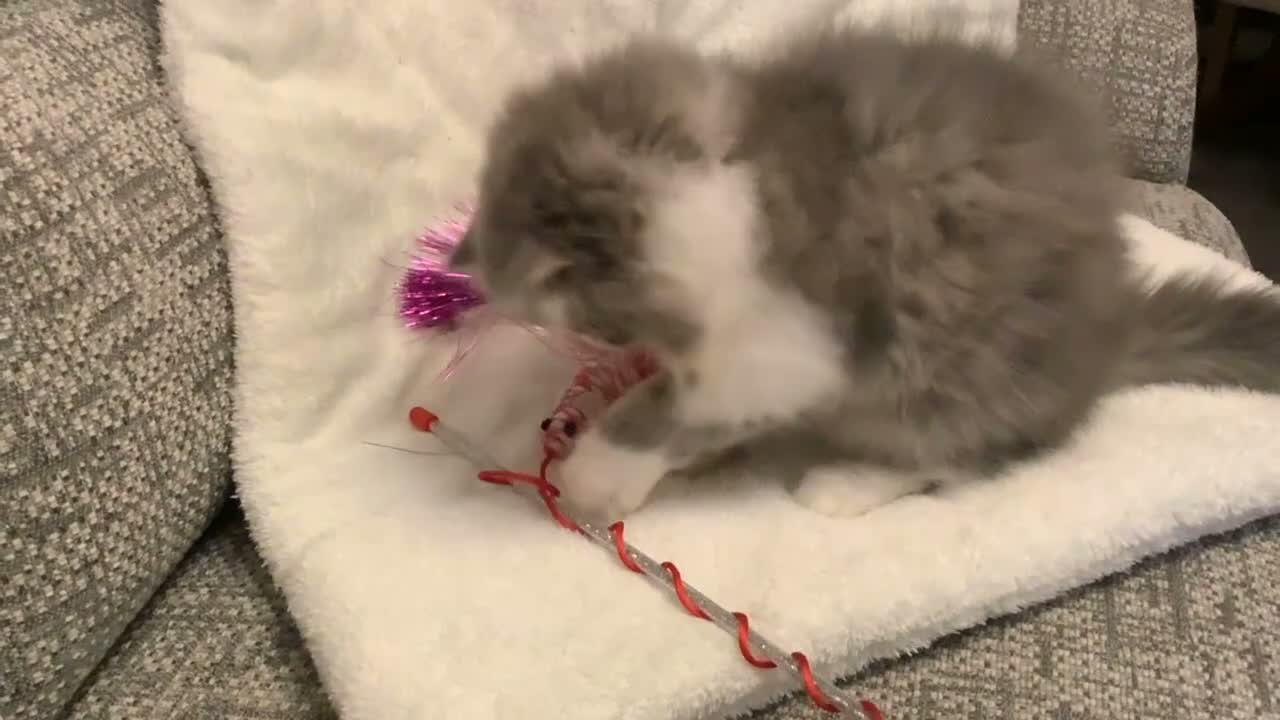 Persian cats for sale: Pedigree Persian Kitten - Video 1