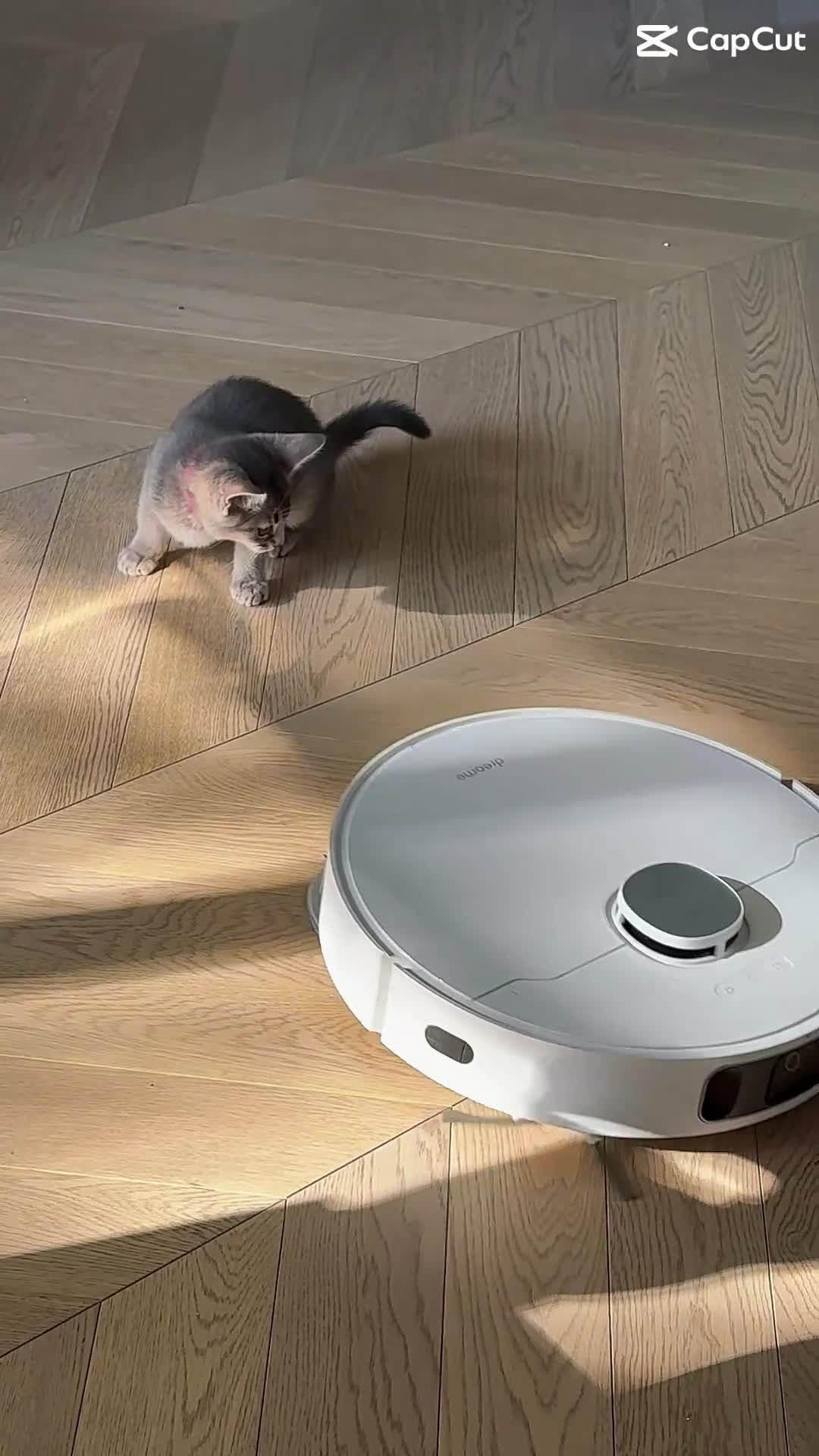 Mixed Breed cats for sale: Exceptional Abyssinian Cross Girl  - Video 1