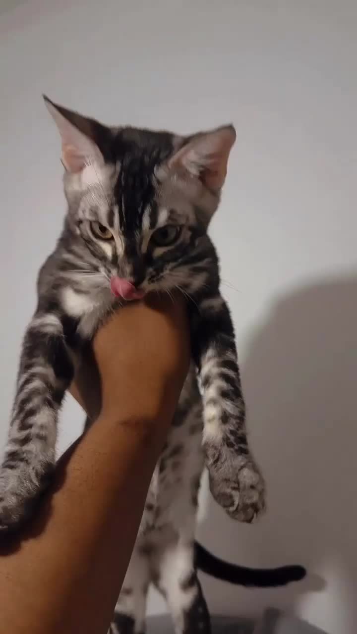 Bengal cats for sale: Adorable Kittens Ready Now! Meet Your New Bestie😻 - Video 3