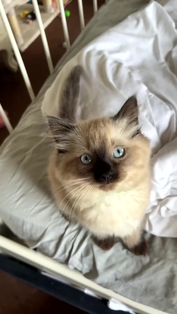 Mixed Breed cats for sale: Ragdoll cross Siamese   - Video 1