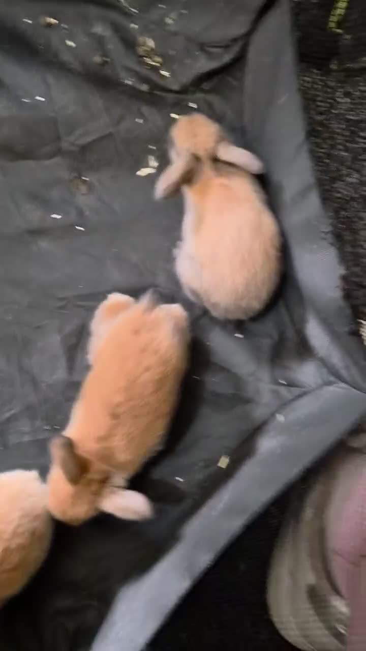 Mixed Breed rabbits for sale: 4 beautiful lops forsale in Washington - Video 1