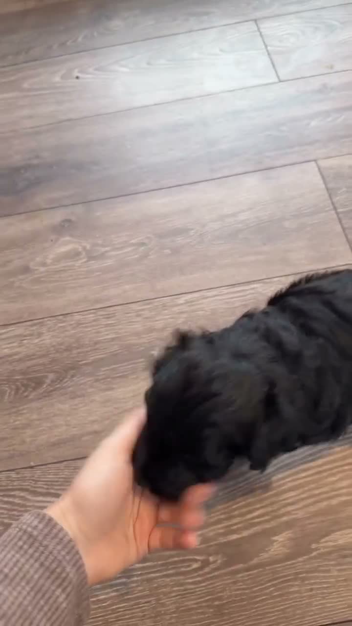 Cockapoo dogs for sale: 2 gorgeous male cockapoos left 💙💚 - Video 1