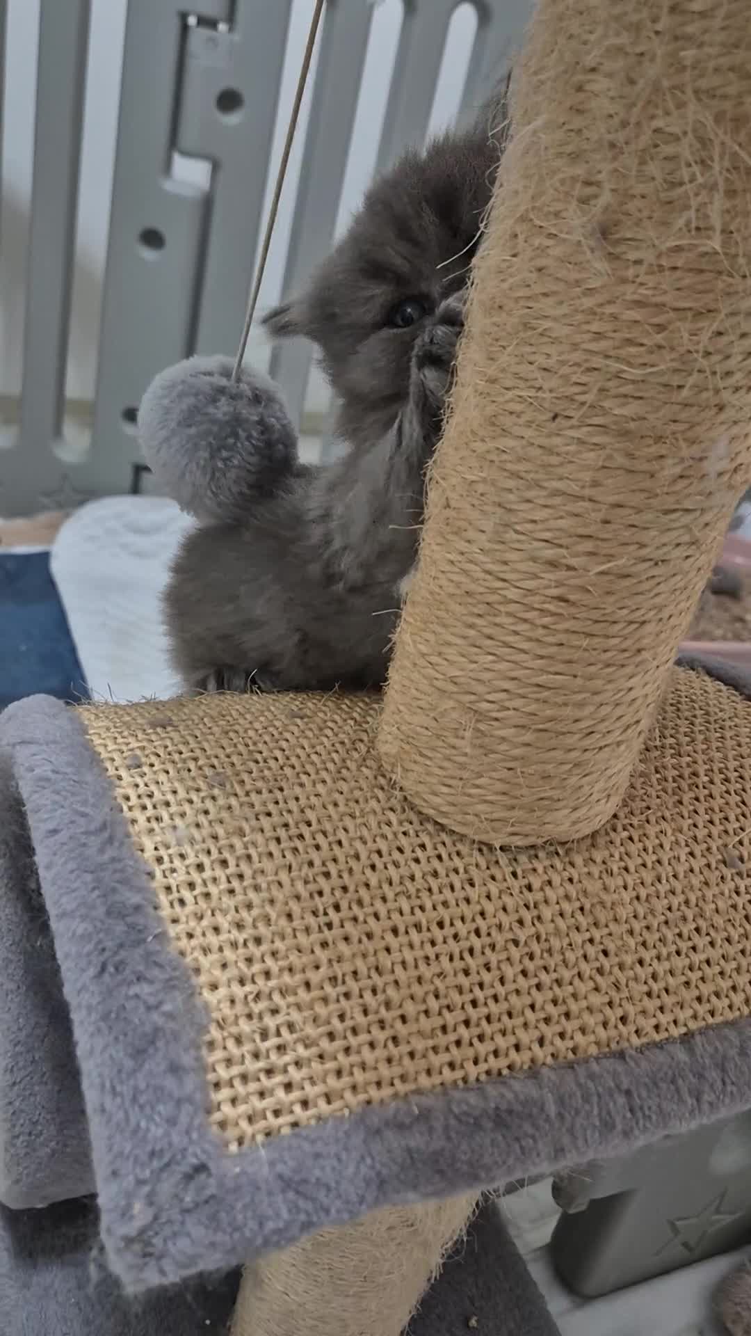 British Longhair cats for sale: Cute BLH LILAC BOY and BLH BLUE GIRL  - Video 2