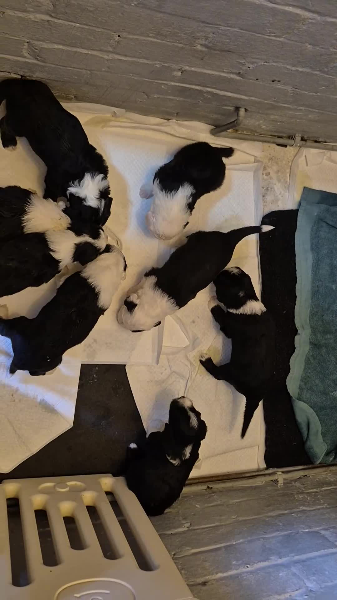 Mixed Breed dogs for sale: Old English Sheepdog puppies  OES X Golden Oldie - Video 2