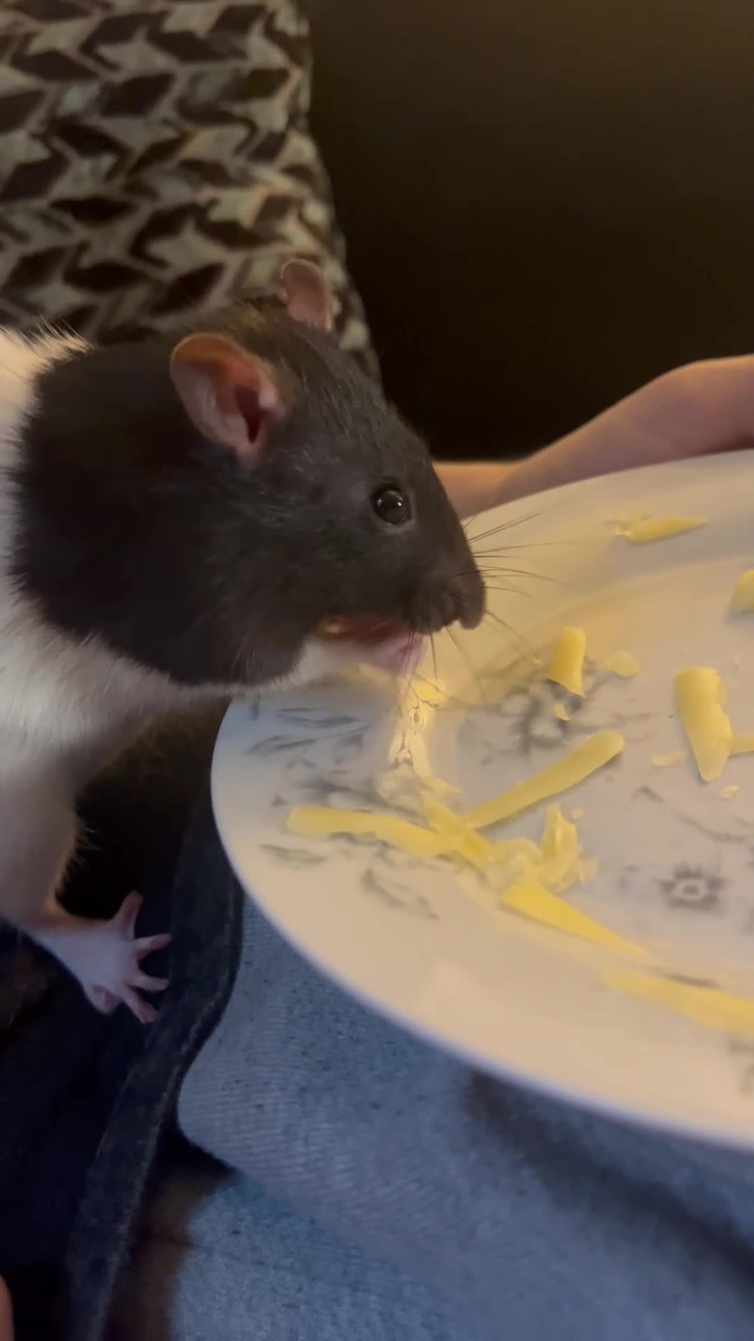 Rat rodents for sale: Zombie - Video 1