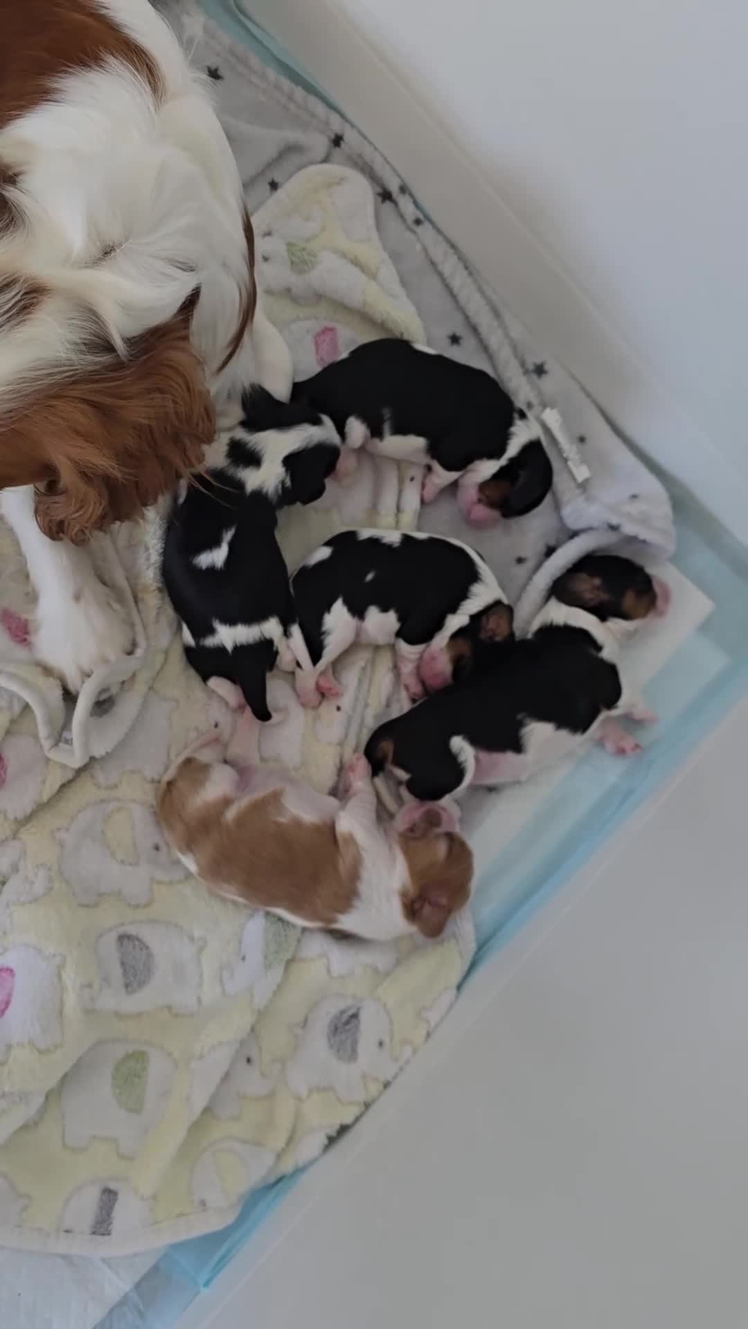 Cavalier King Charles Spaniel dogs for sale: MRI scanned pareents fully health tested  - Video 3